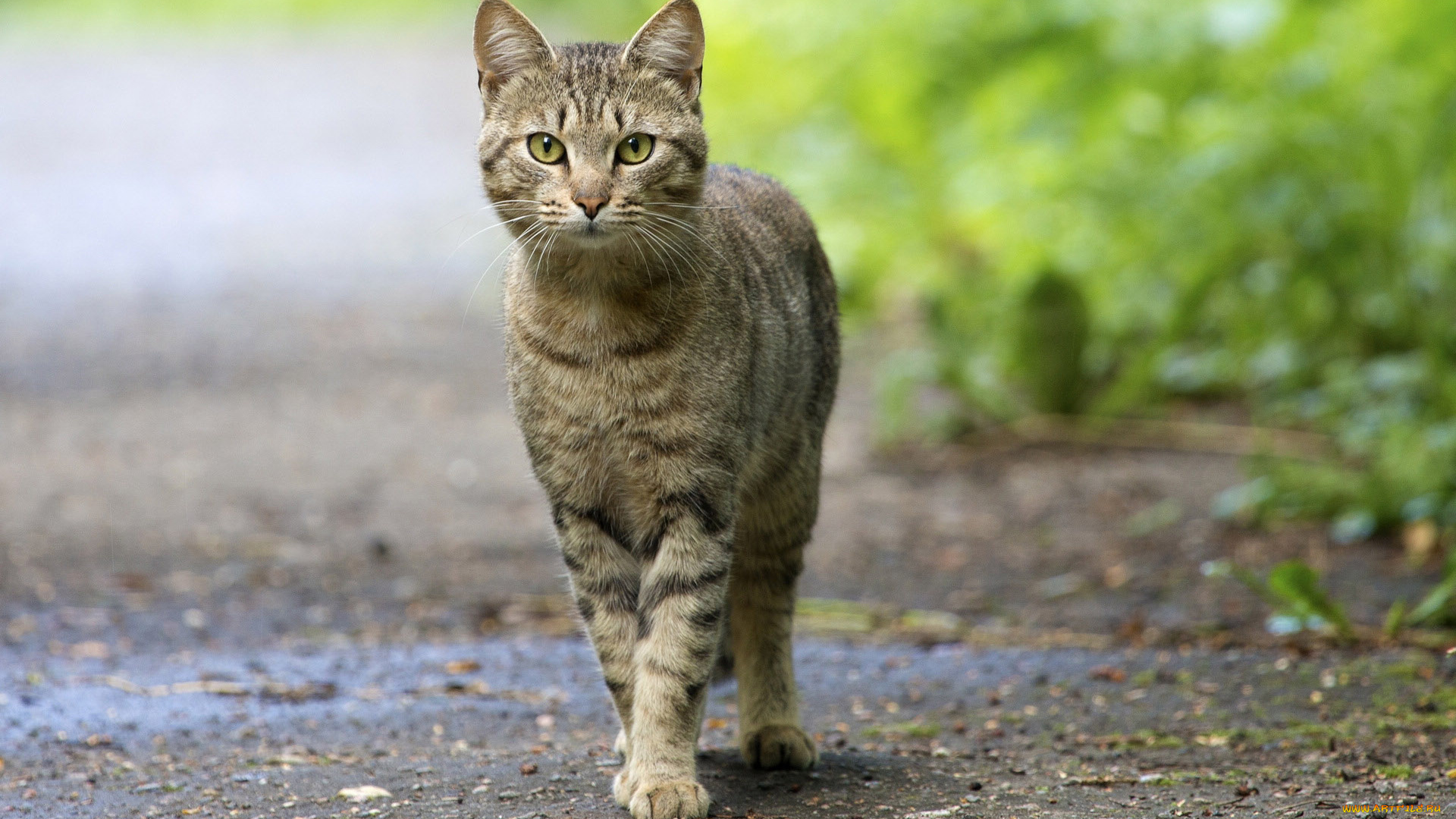 животные, коты, кошка