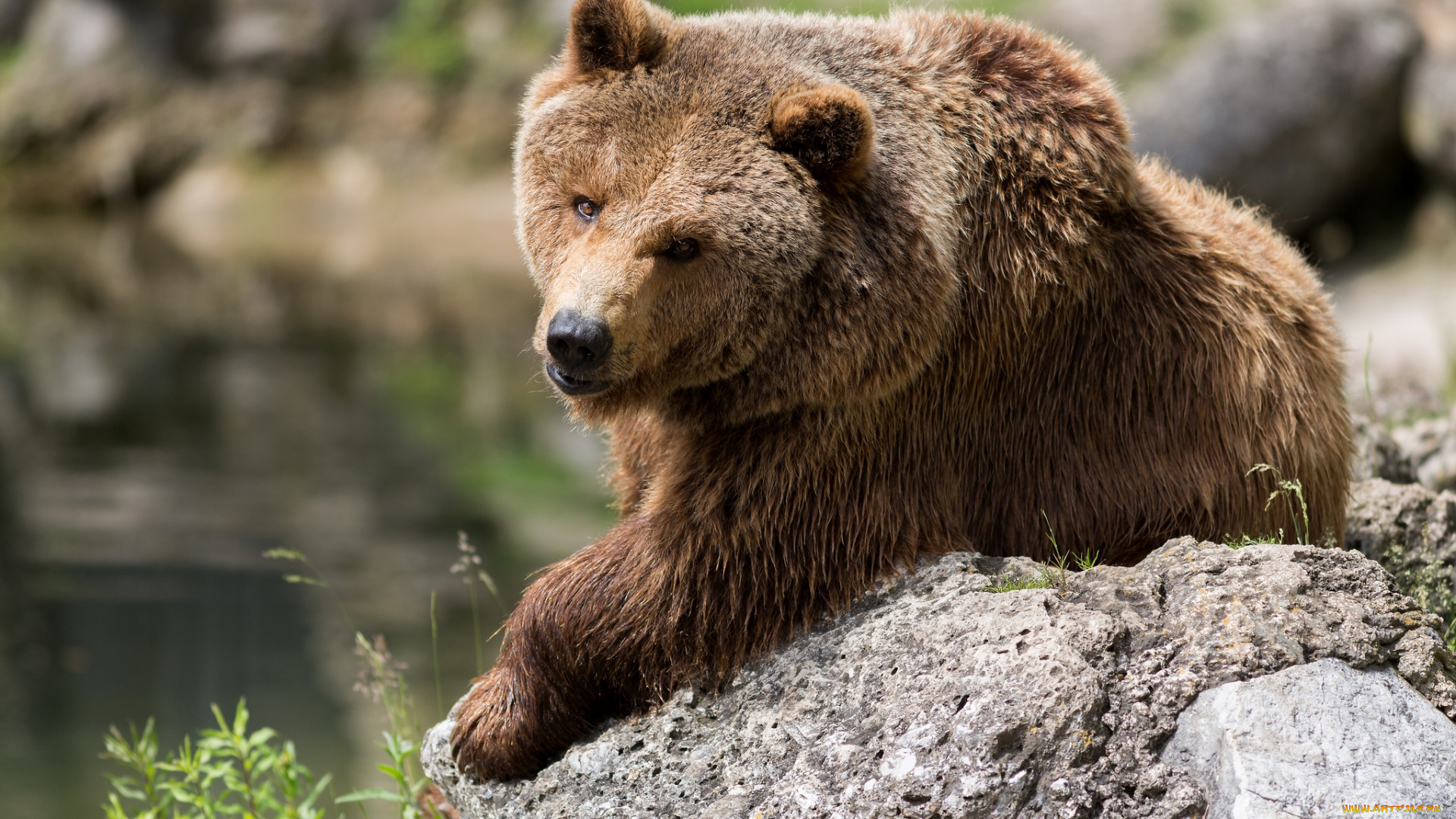 животные, медведи, бурый