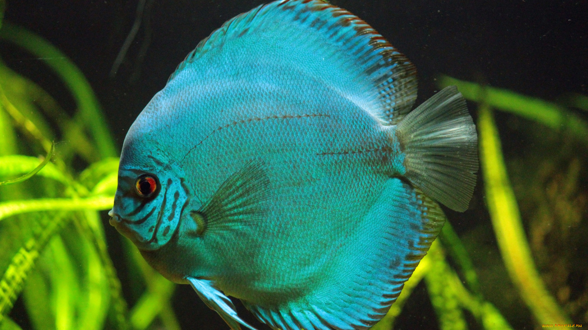 животные, рыбы, голубой, плоский, плавники