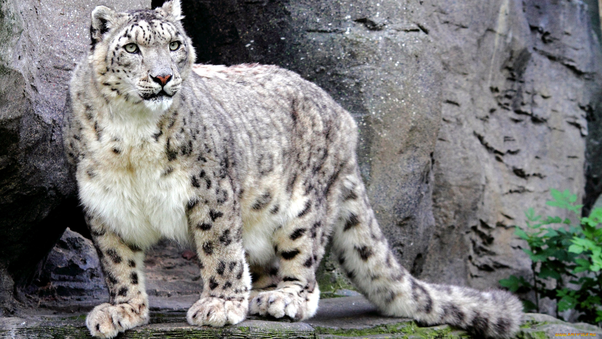 животные, снежный, барс, ирбис, хищник, красавец