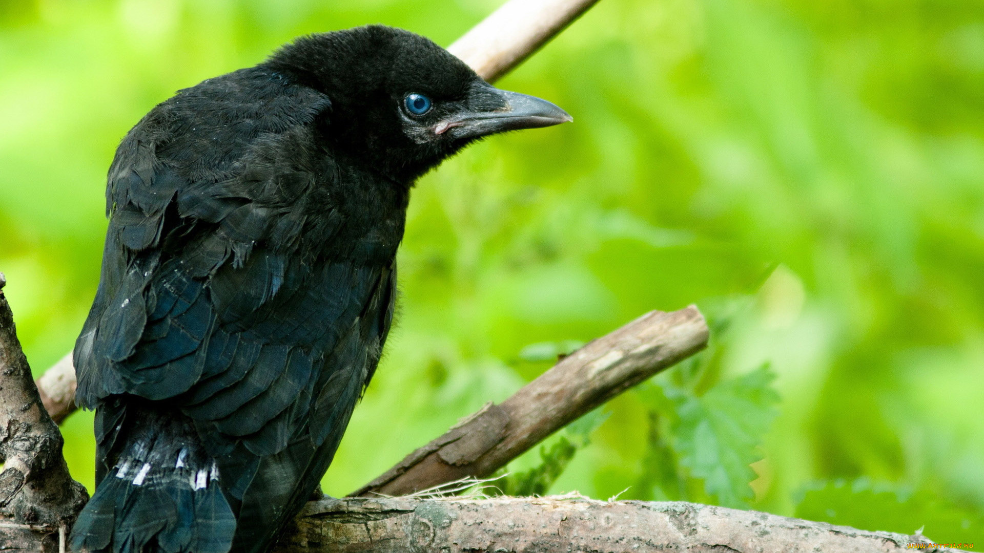 животные, вороны, грачи, галки, ворона