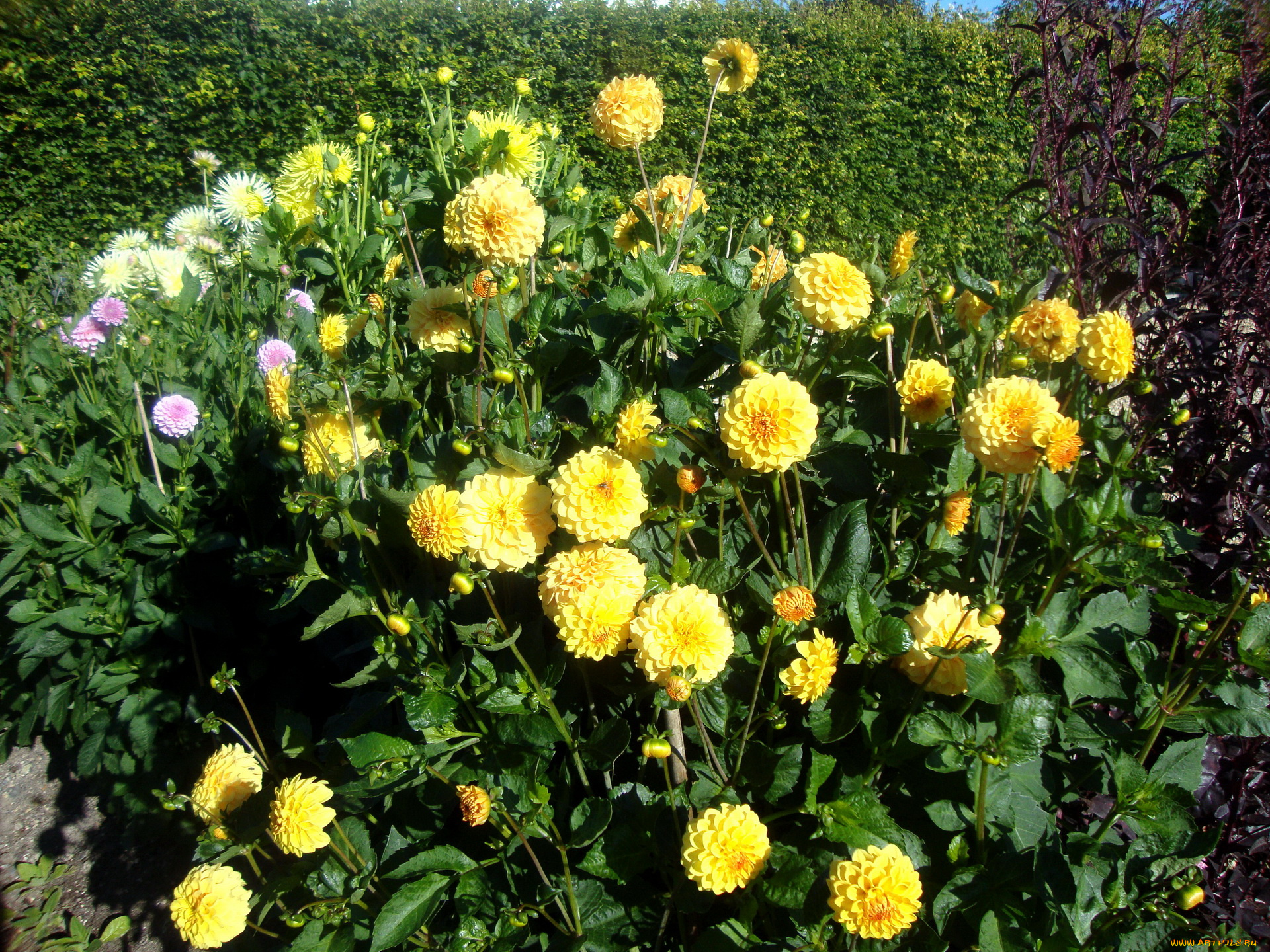 цветы, георгины