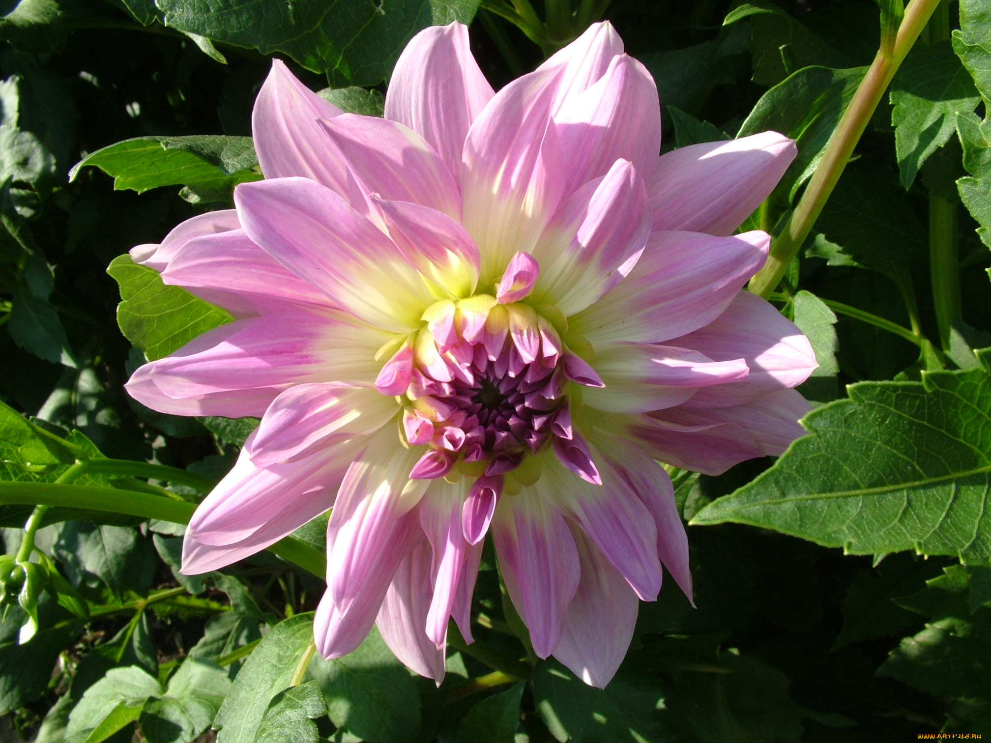 цветы, георгины