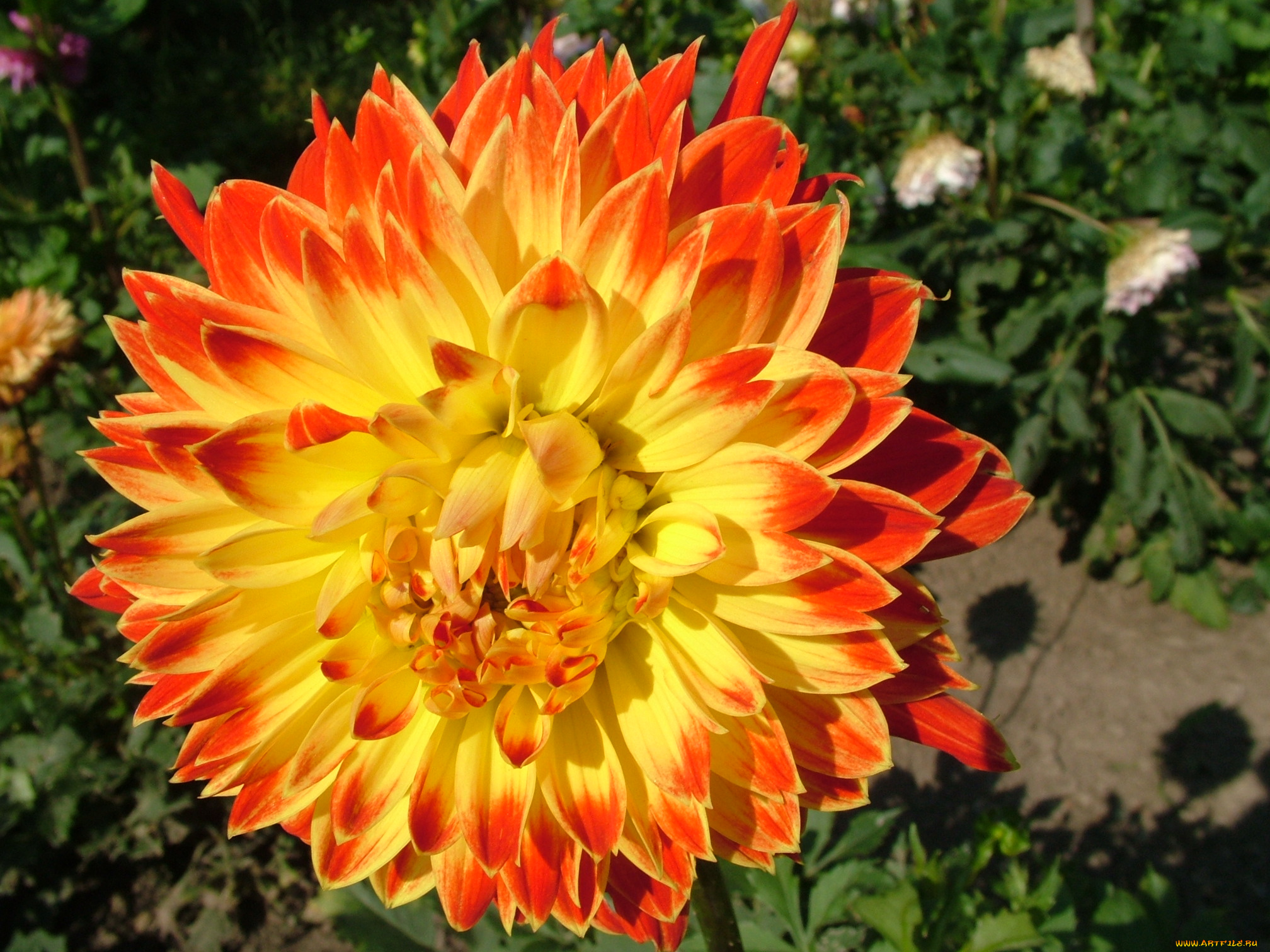 цветы, георгины