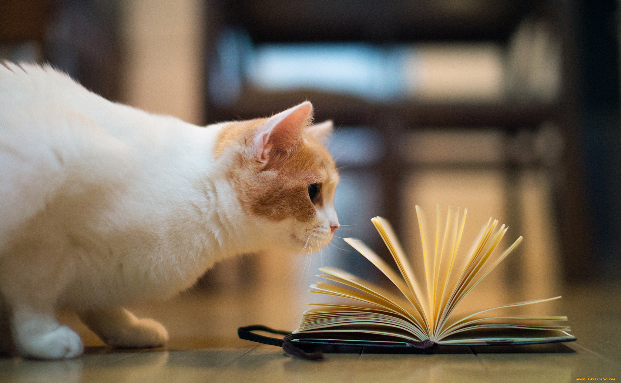 животные, коты, книга, hannah, benjamin, torode, кошка