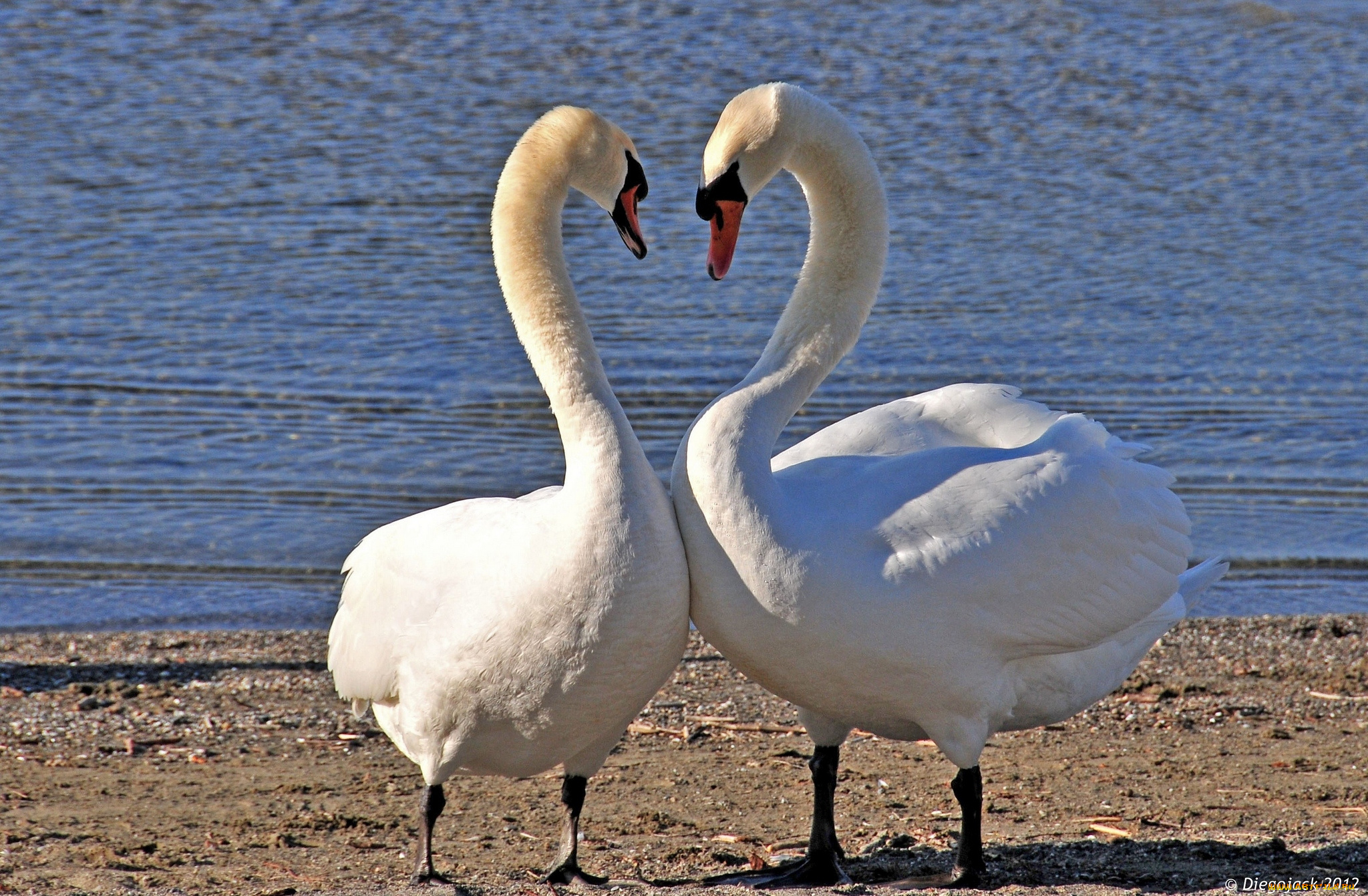 животные, лебеди, пара, шипун