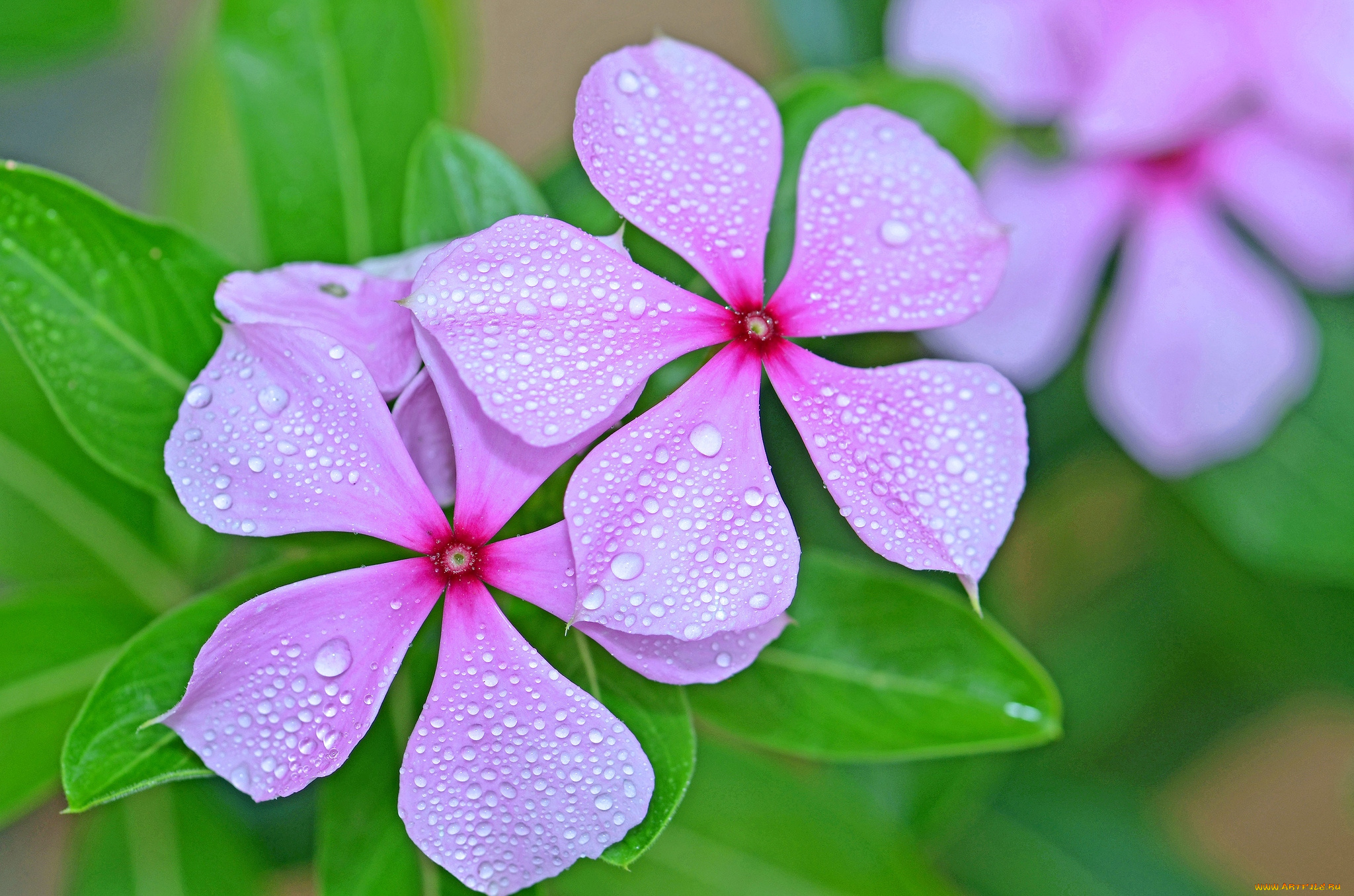 цветы, катарантусы, розовый, капли