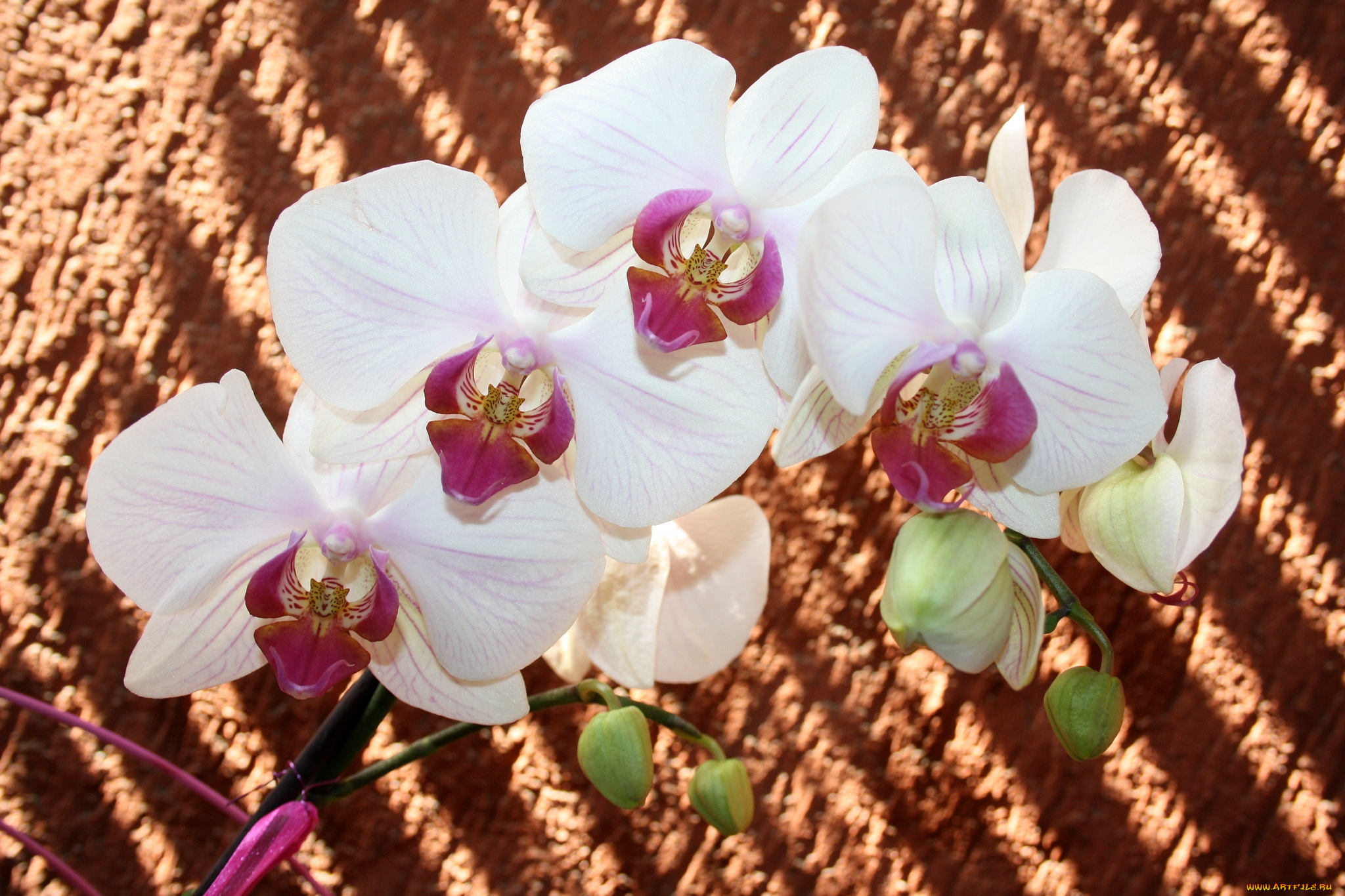 цветы, орхидеи, ветка, белый