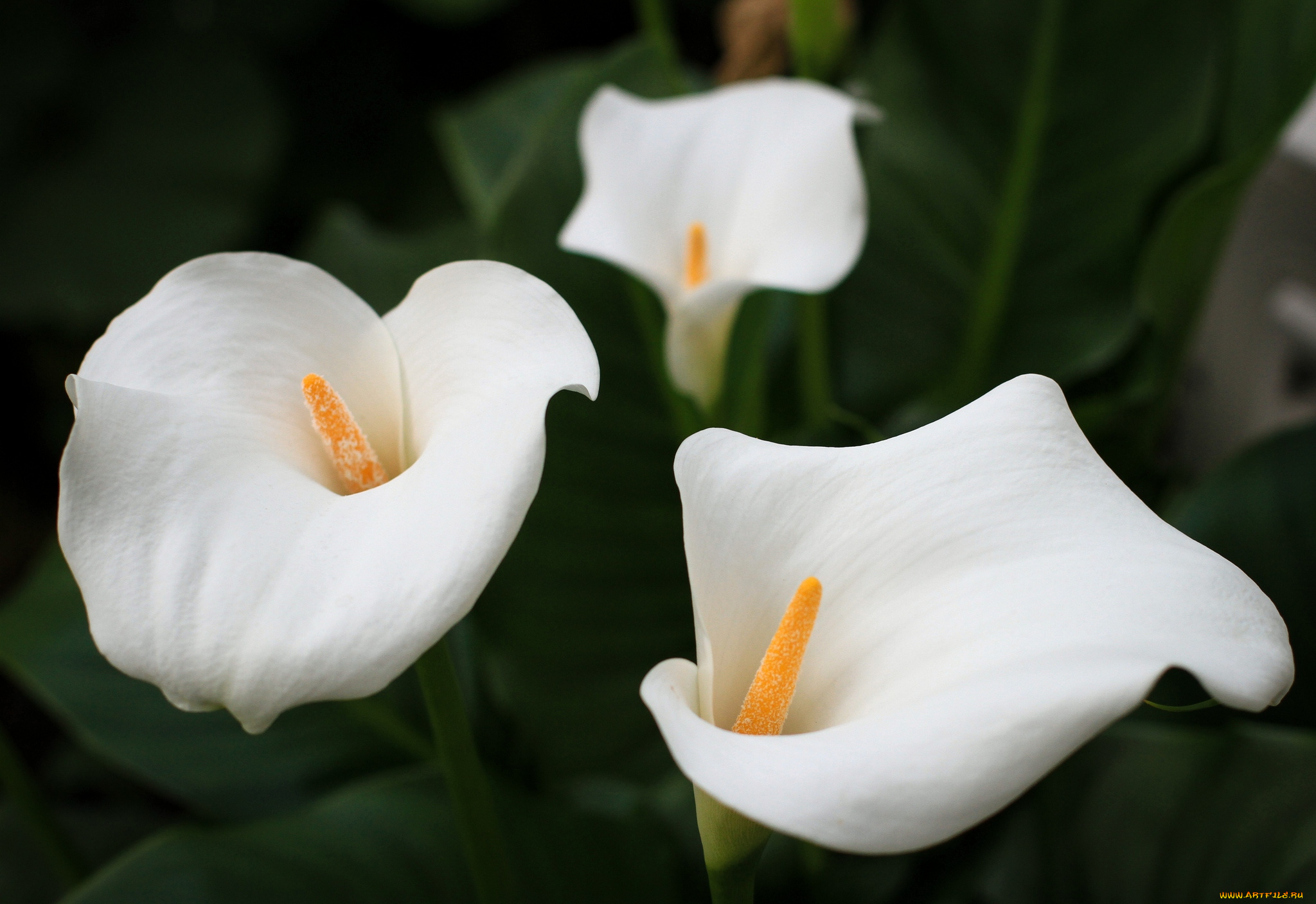 цветы, каллы, белый