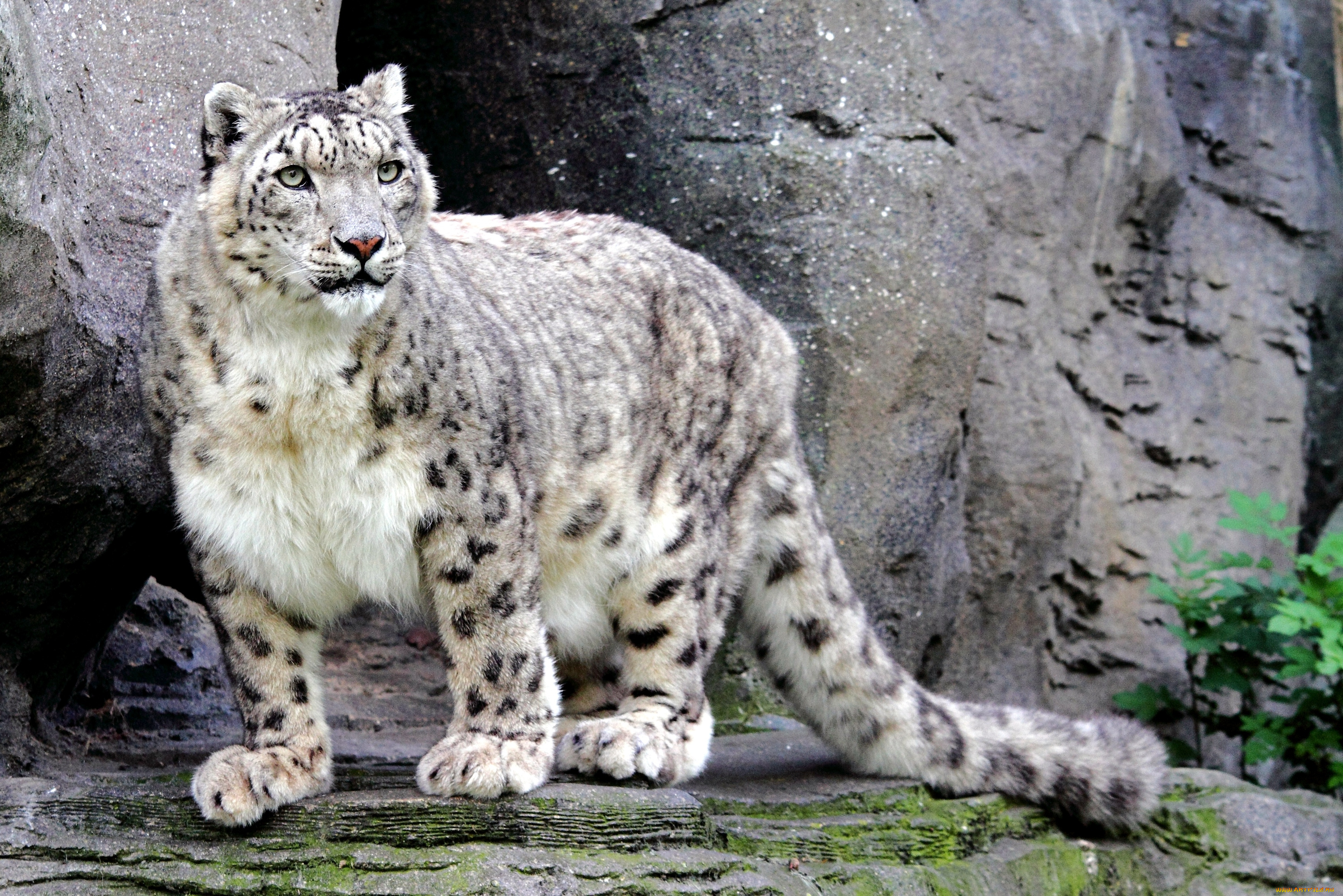 животные, снежный, барс, ирбис, хищник, красавец