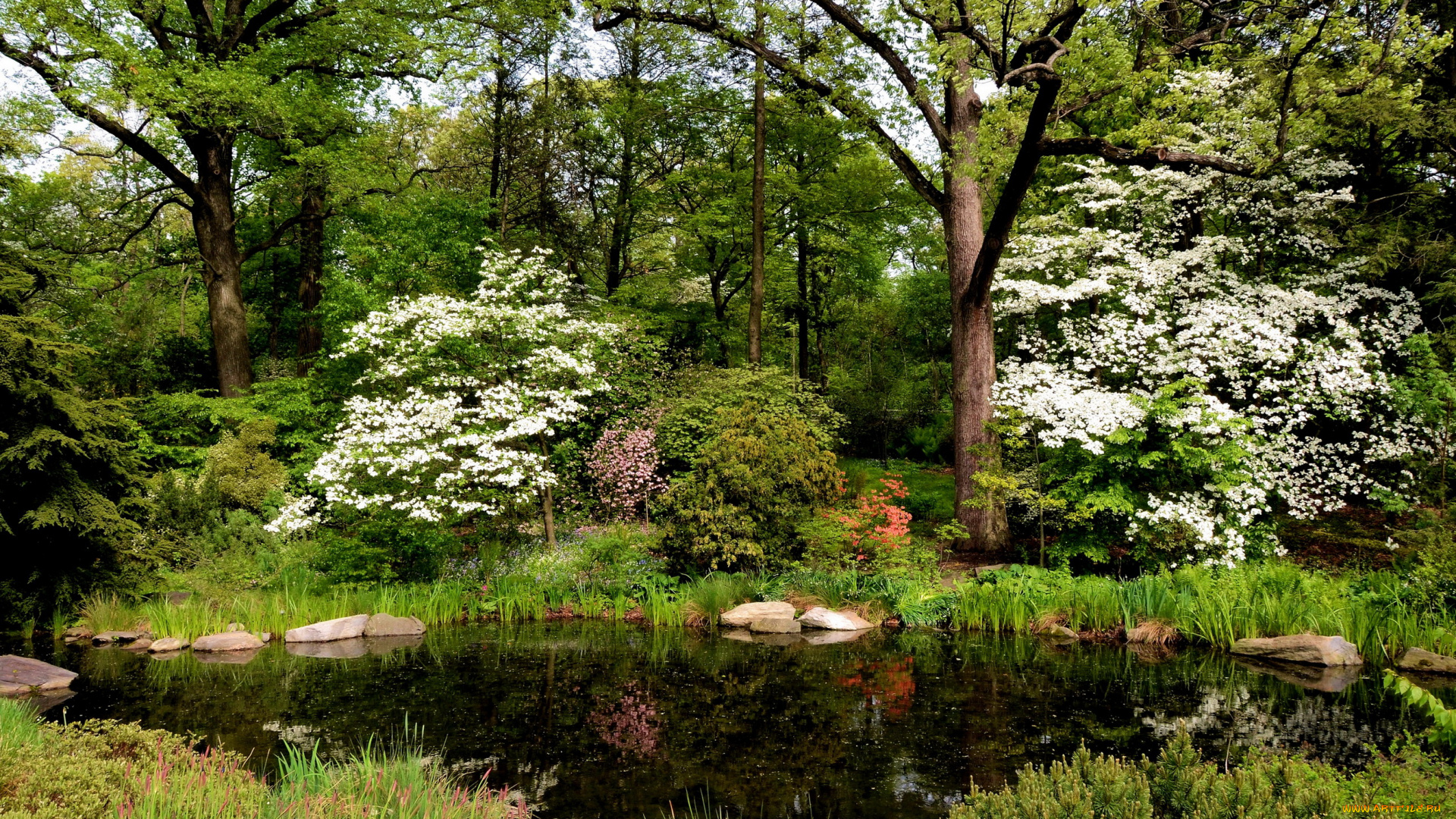 belmont, new, york, природа, парк, деревья, сад, цветы, клумбы, ботанический