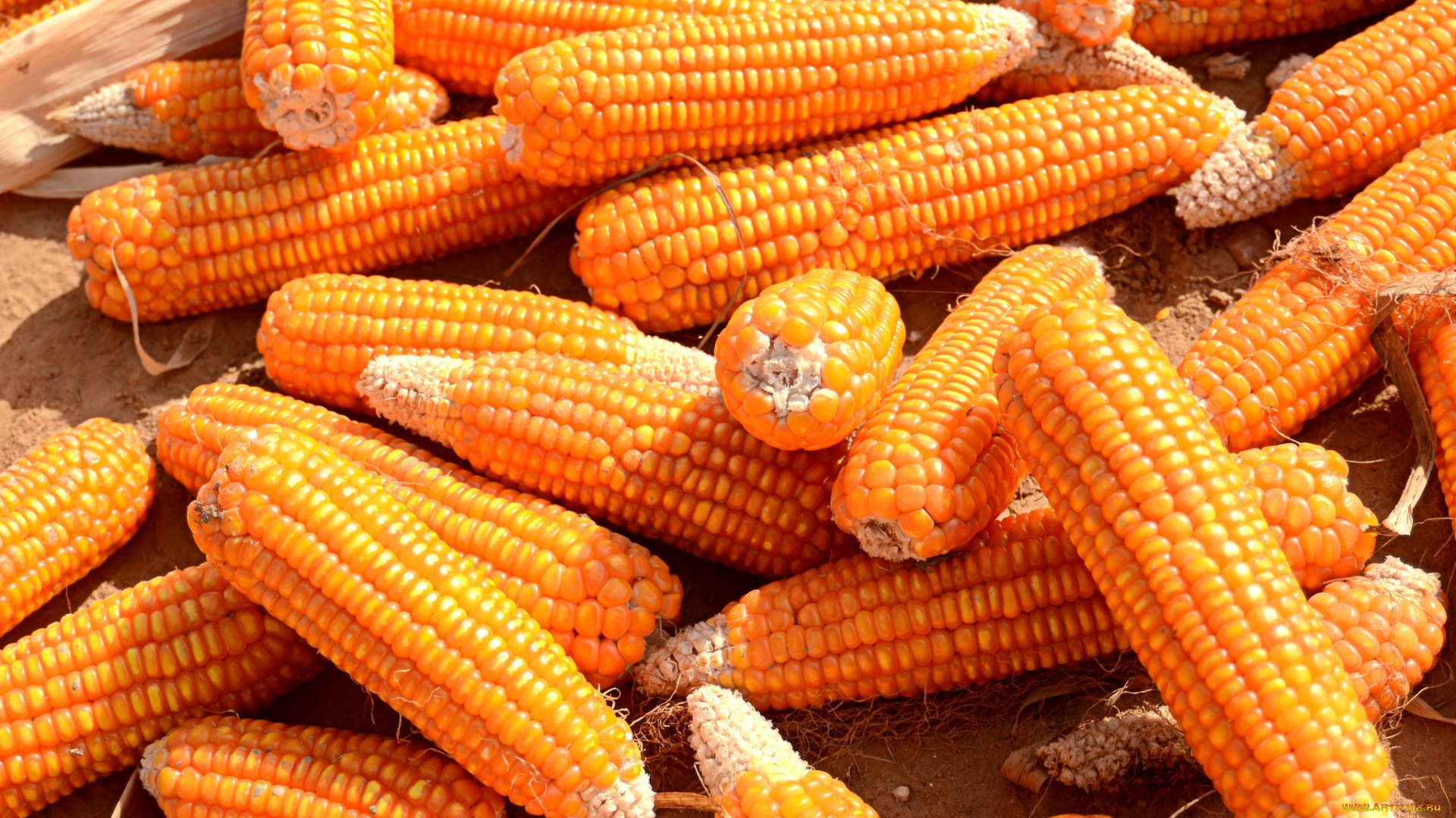 еда, кукуруза, початки