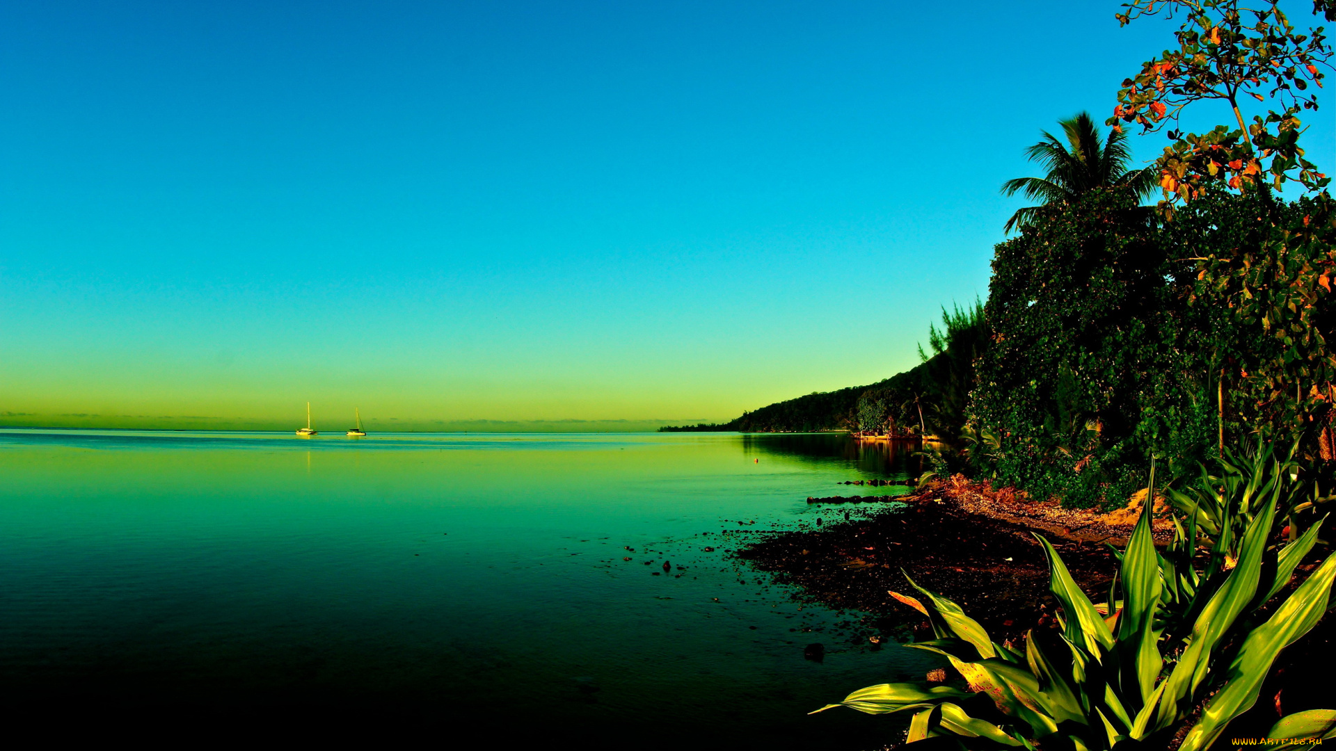 moorea, french, polynesia, природа, тропики, море, побережье, яхты, деревья