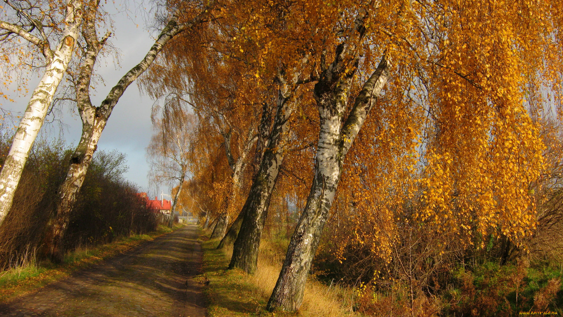 польша, косаково, природа, дороги, осень, деревья, дорога