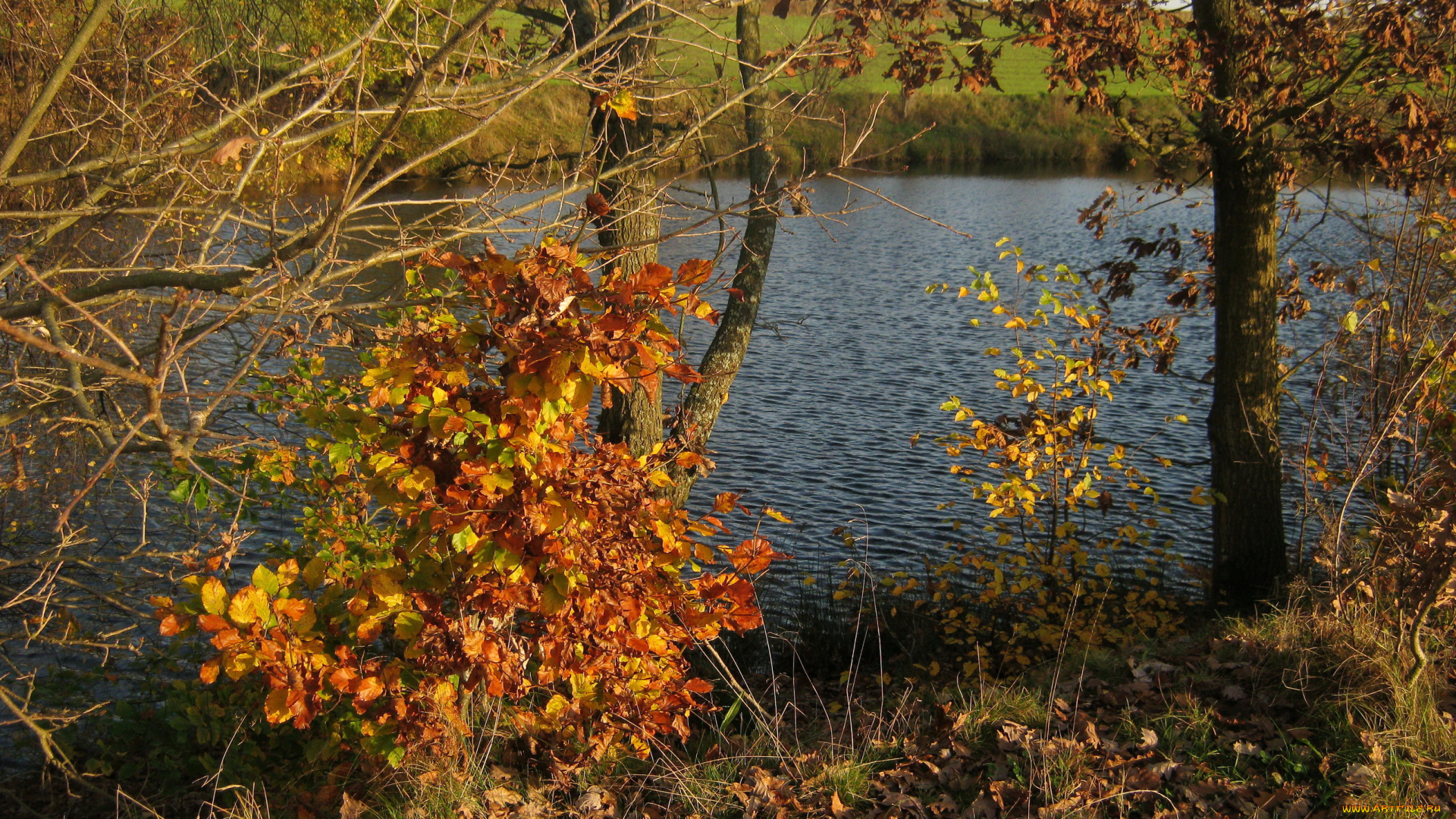 польша, шемуд, природа, реки, озера, река, трава, деревья, осень