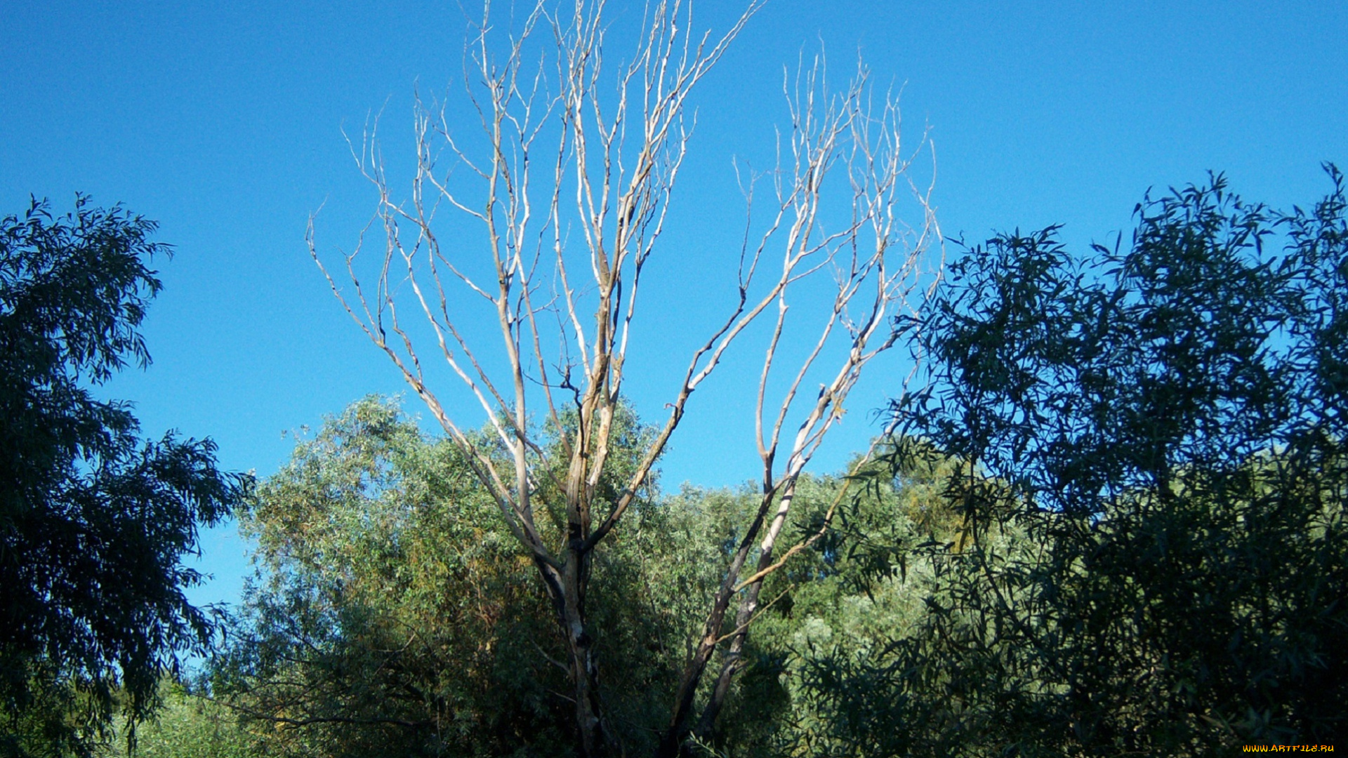 природа, деревья