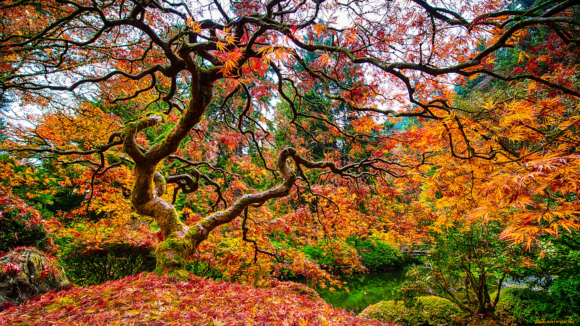 природа, деревья, ветви