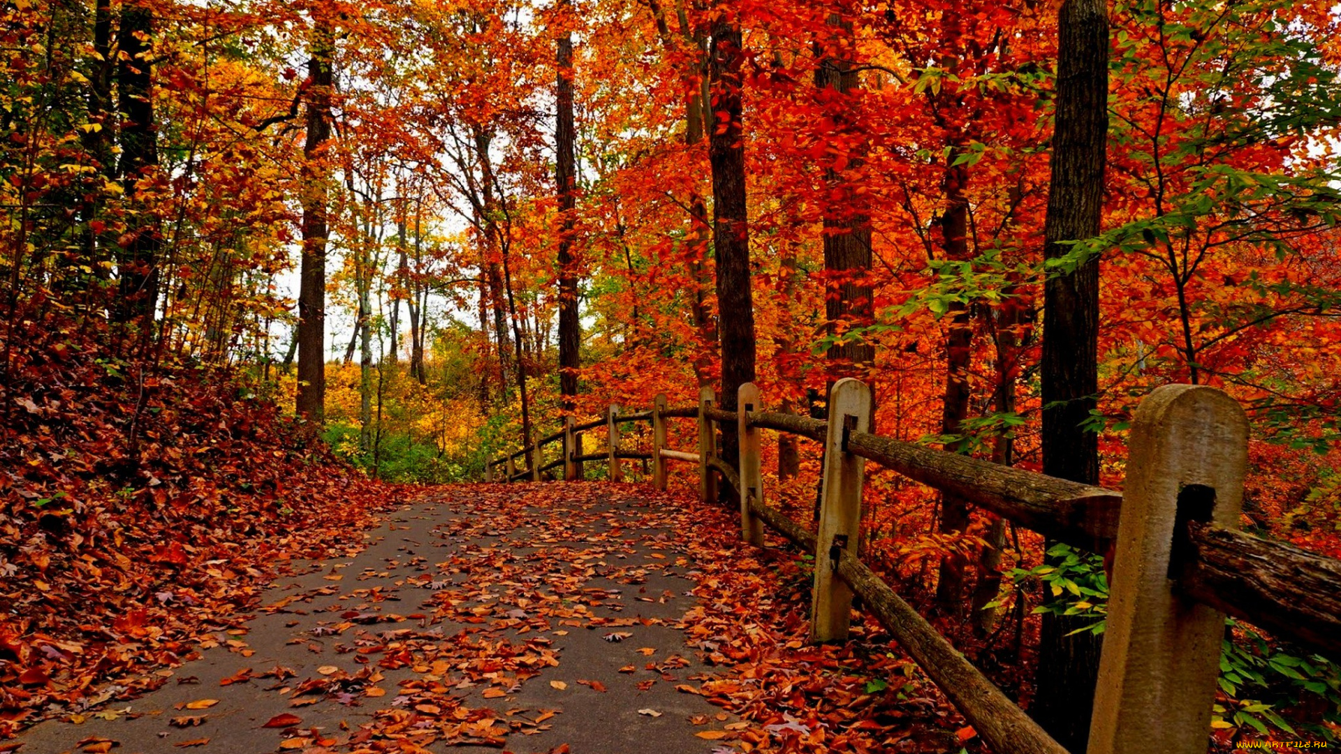 природа, дороги, fall, осень, leaves, colorful, road, autumn, деревья, листья, trees, park, forest, парк, walk, colors, path