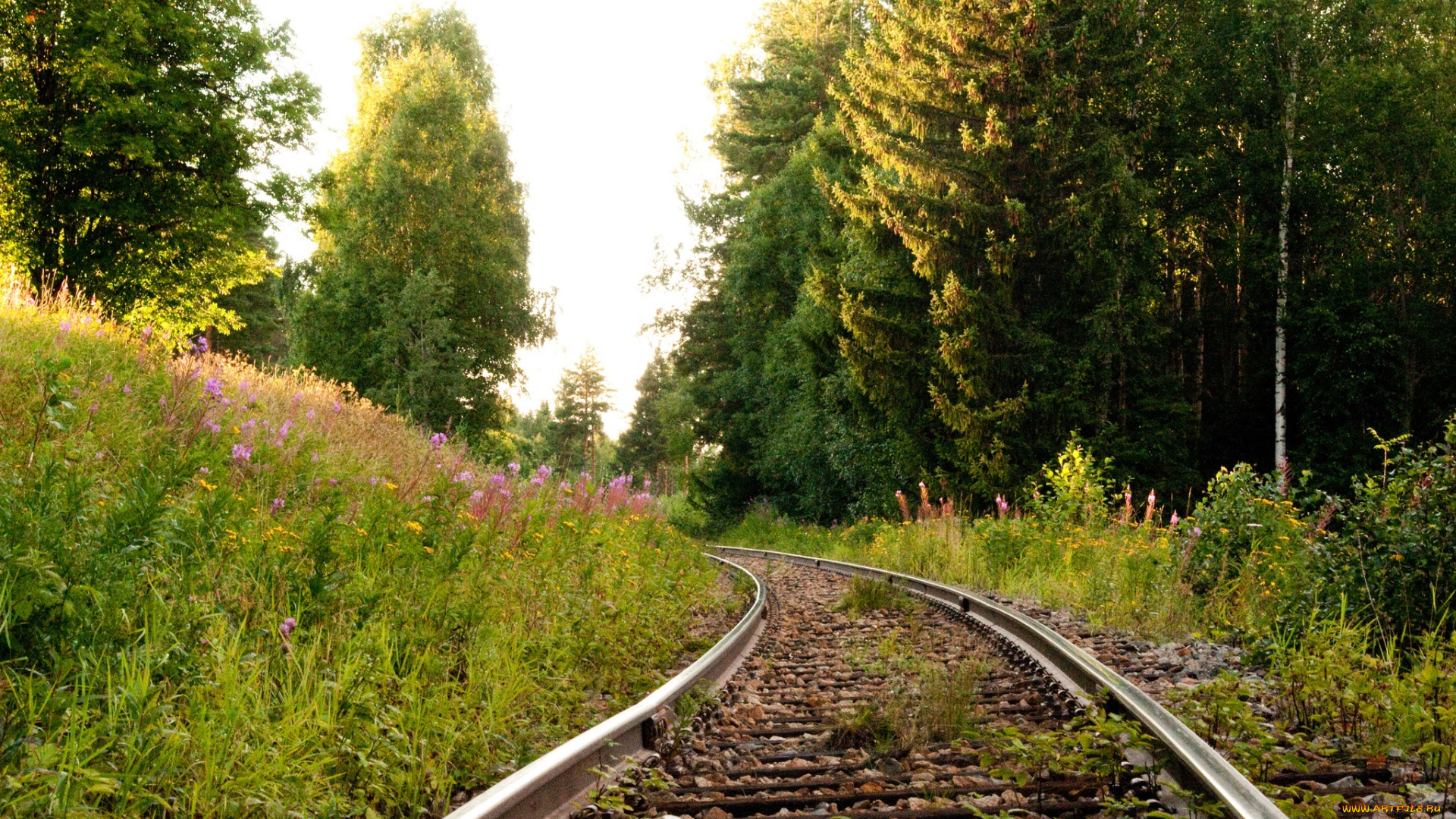 природа, дороги, лес, трава, цветы, рельсы, шпалы