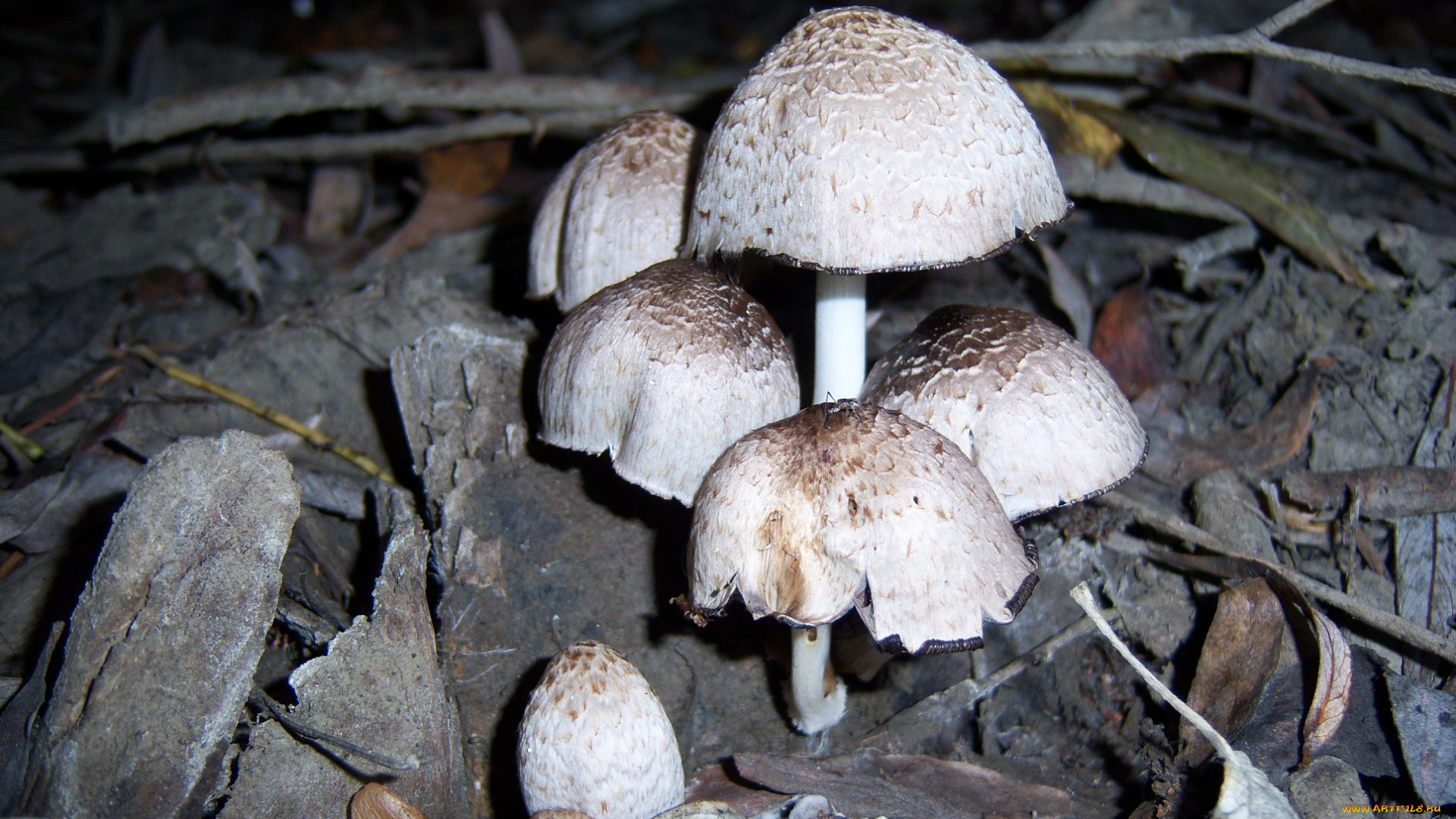 природа, грибы
