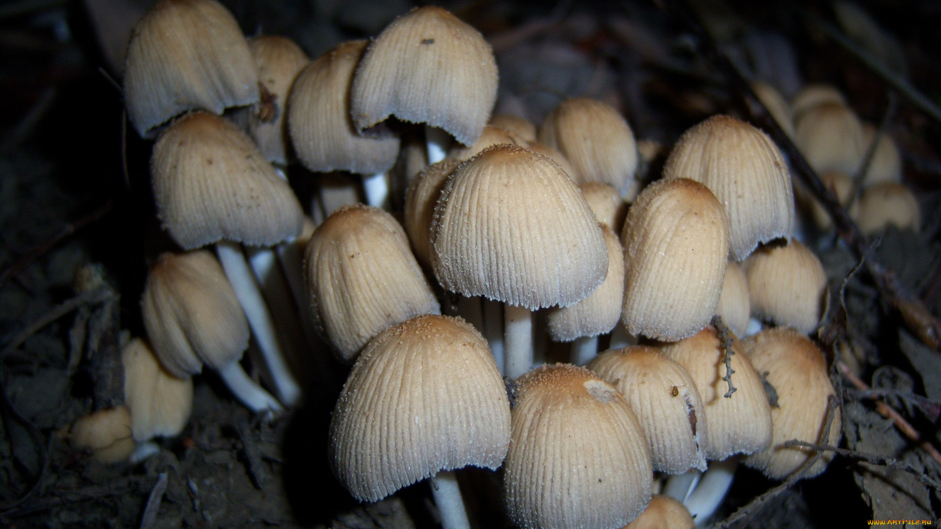 природа, грибы