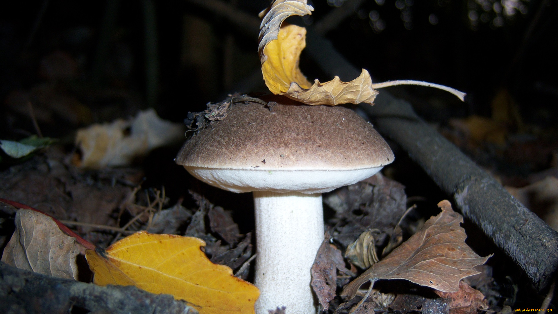 природа, грибы