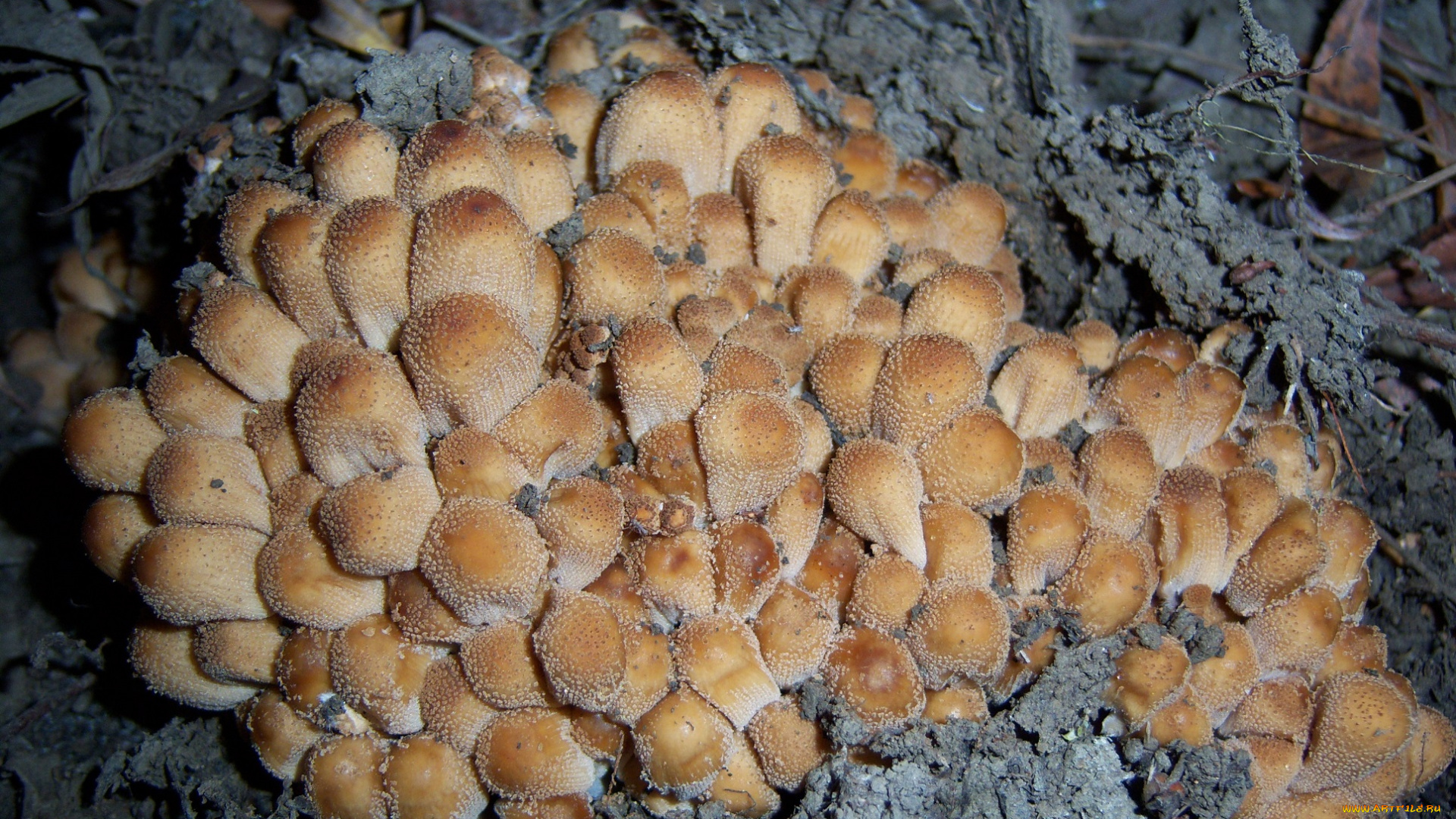 природа, грибы