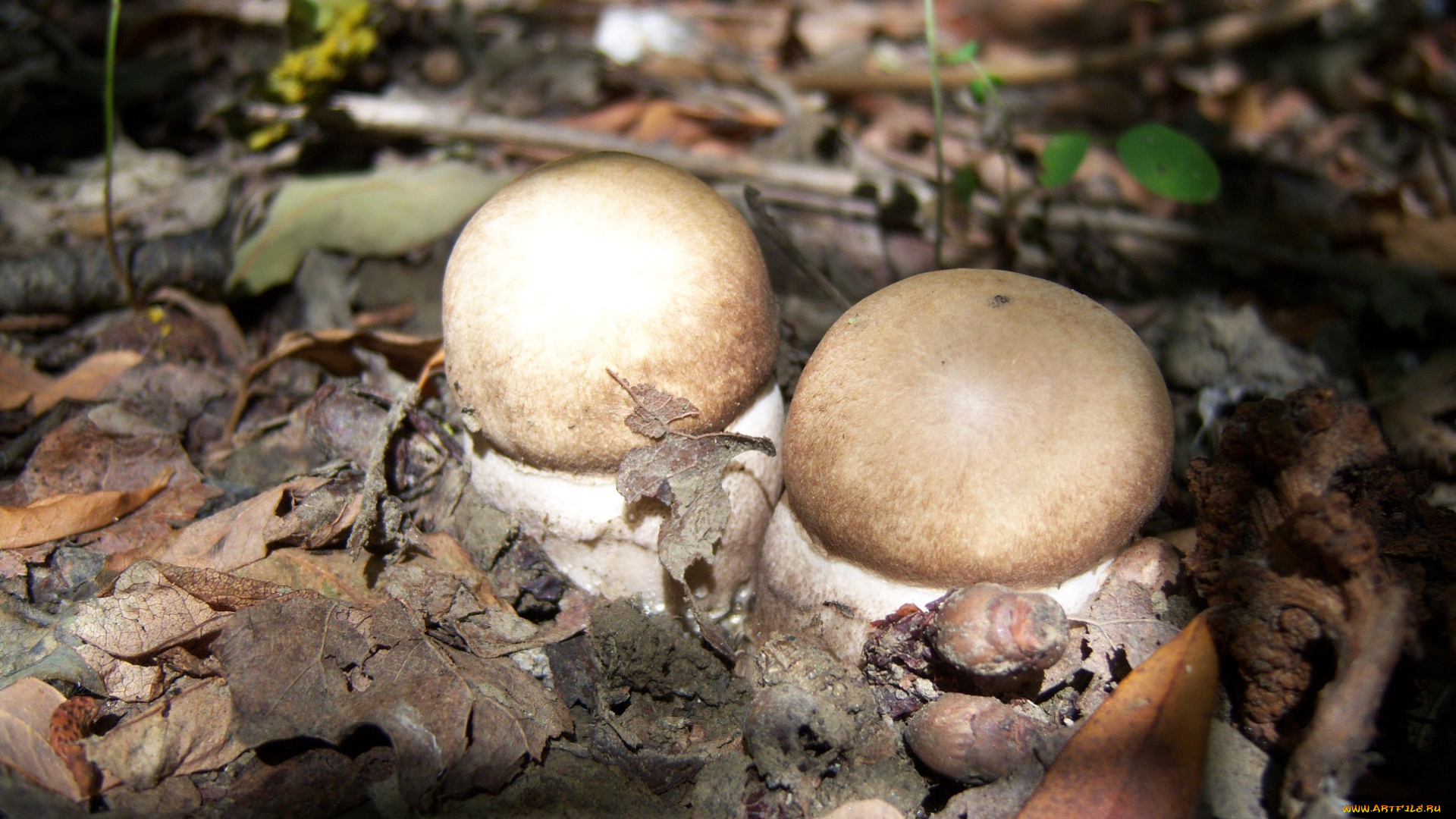 природа, грибы