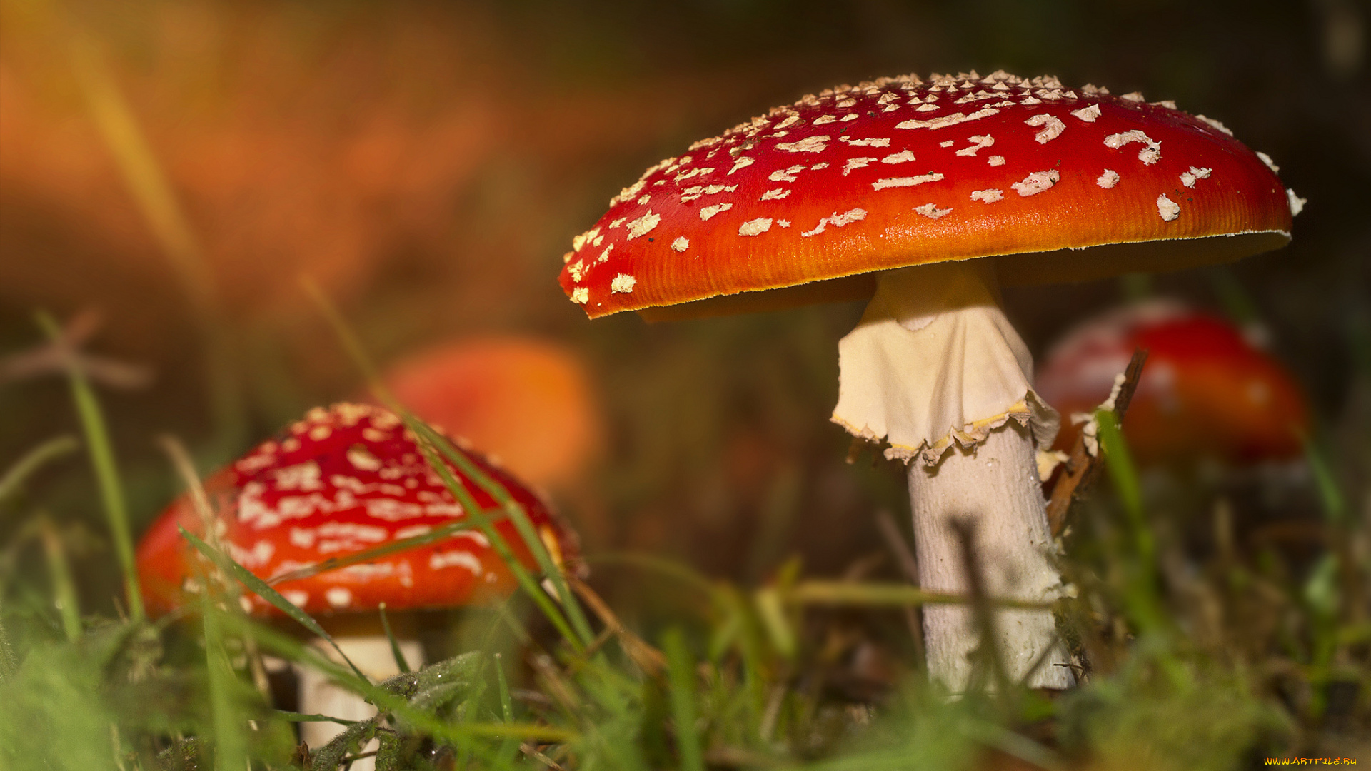 природа, грибы, мухомор, трава, мухоморы, осень, лес