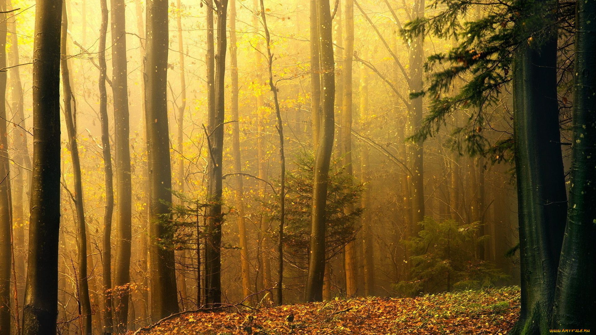 природа, лес, деревья