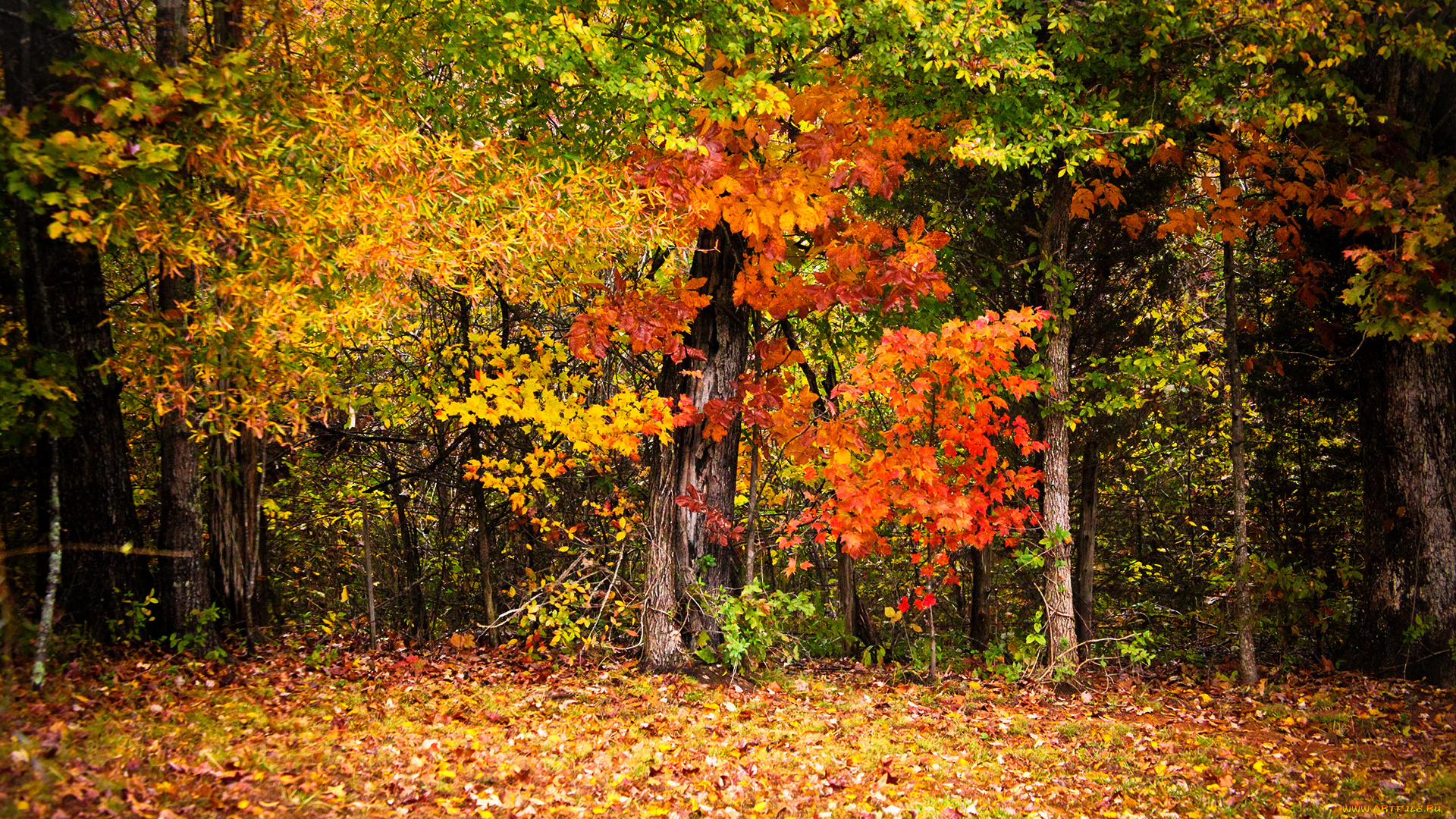 природа, лес, деревья, листва