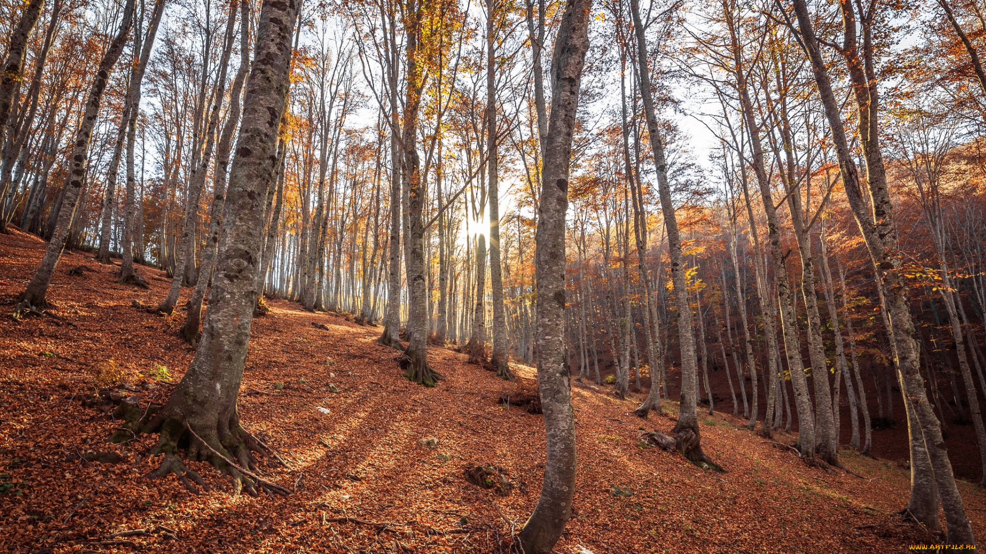 природа, лес, листва, свет, осины, осень