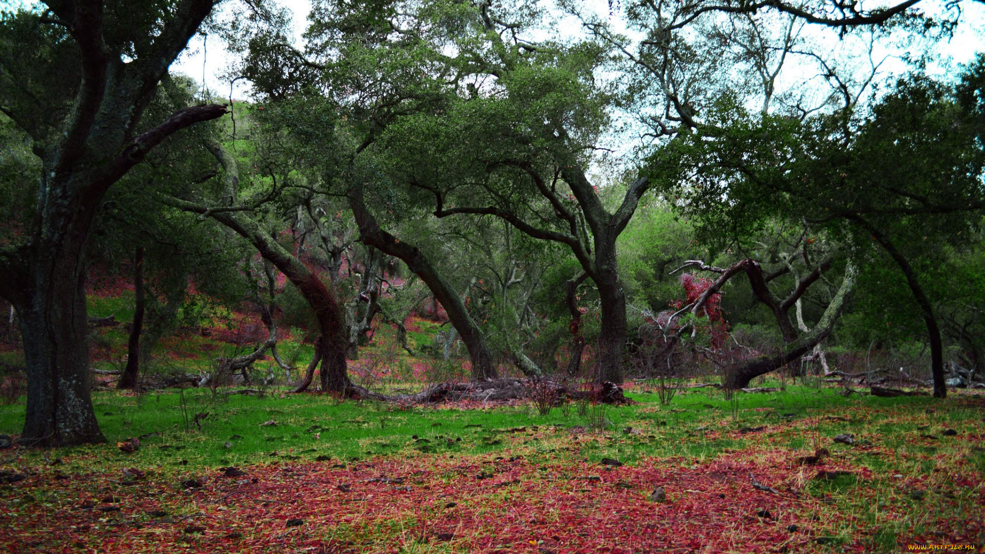 природа, лес, осень