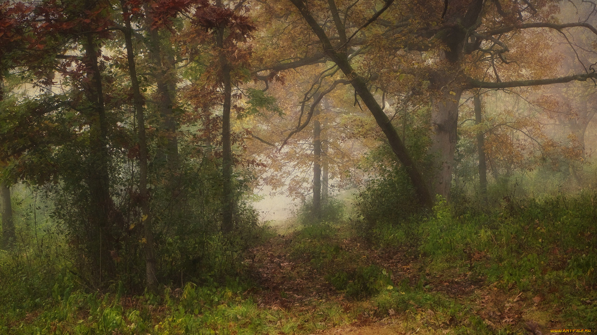 природа, лес, осень