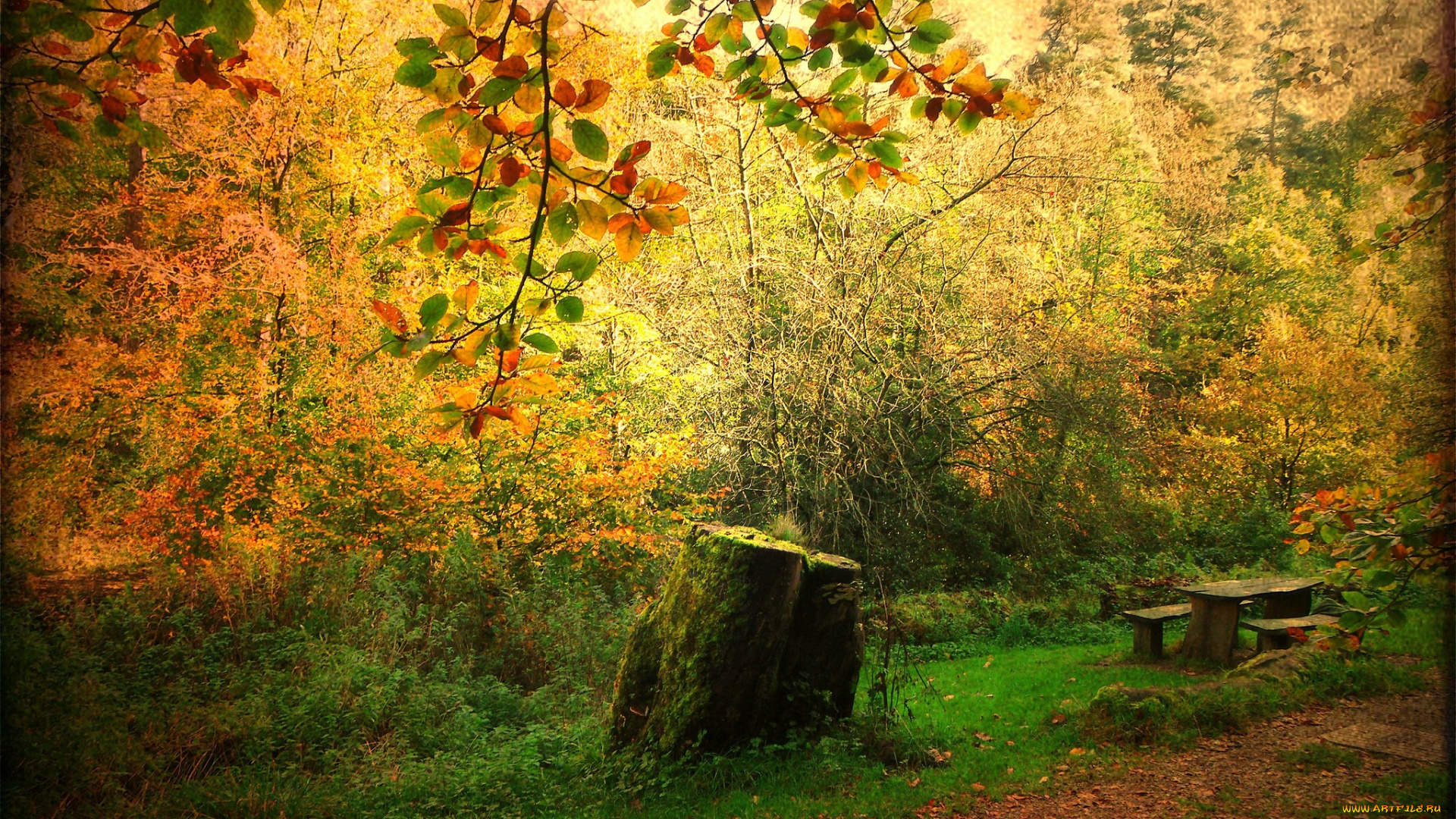 природа, лес, пень, осень, поляна, трава, скамейка