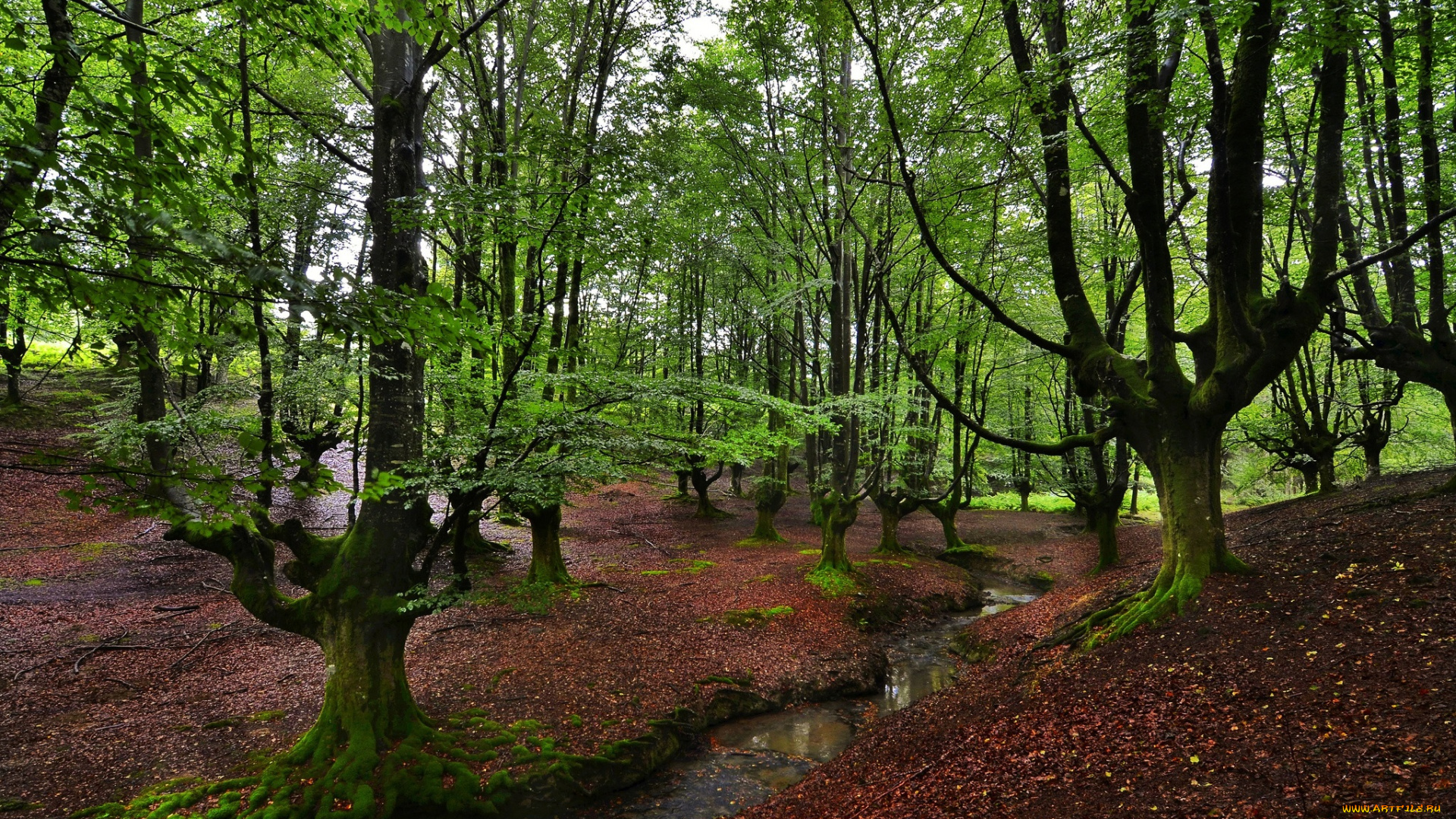 природа, лес, ручей, стволы