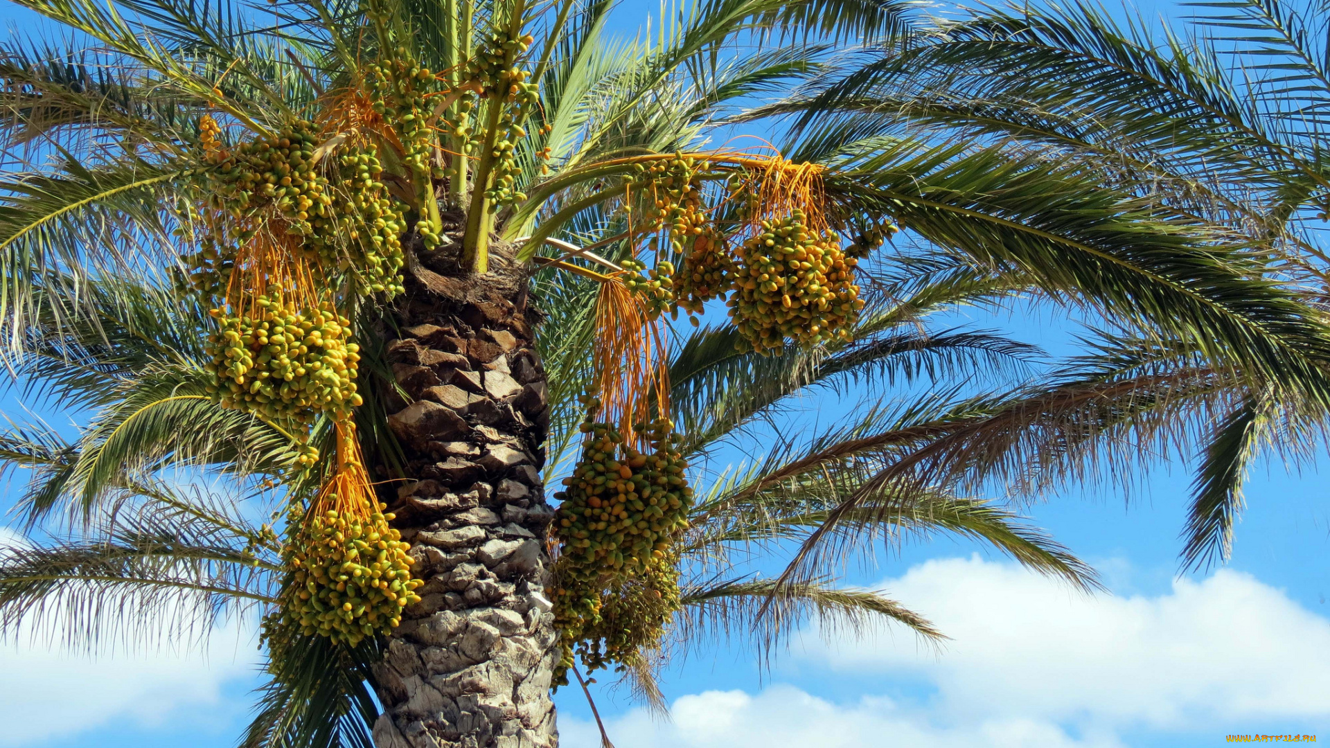 природа, плоды, финики, пальма