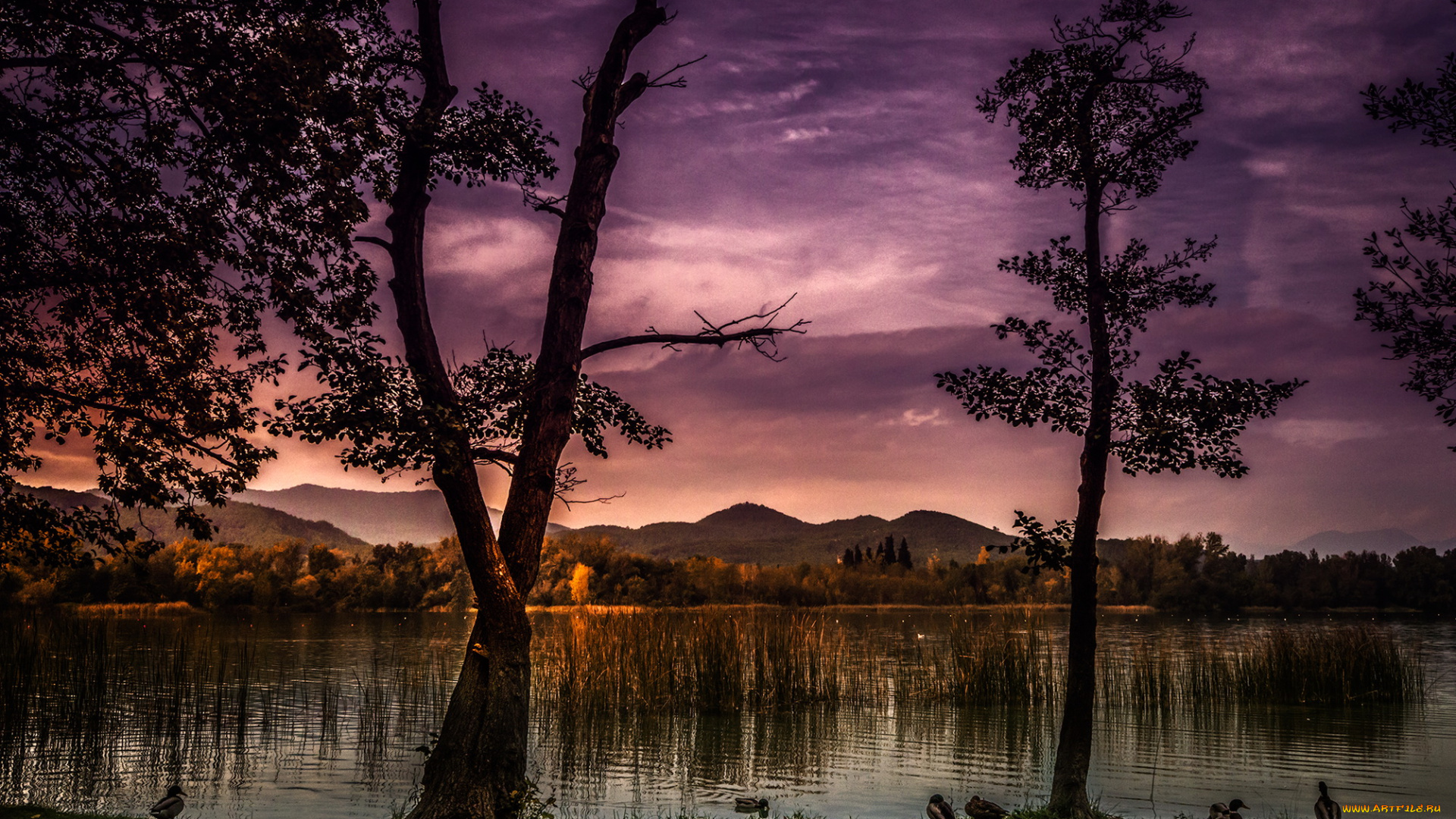 природа, реки, озера, каталония, испания, река, лес, сумерки