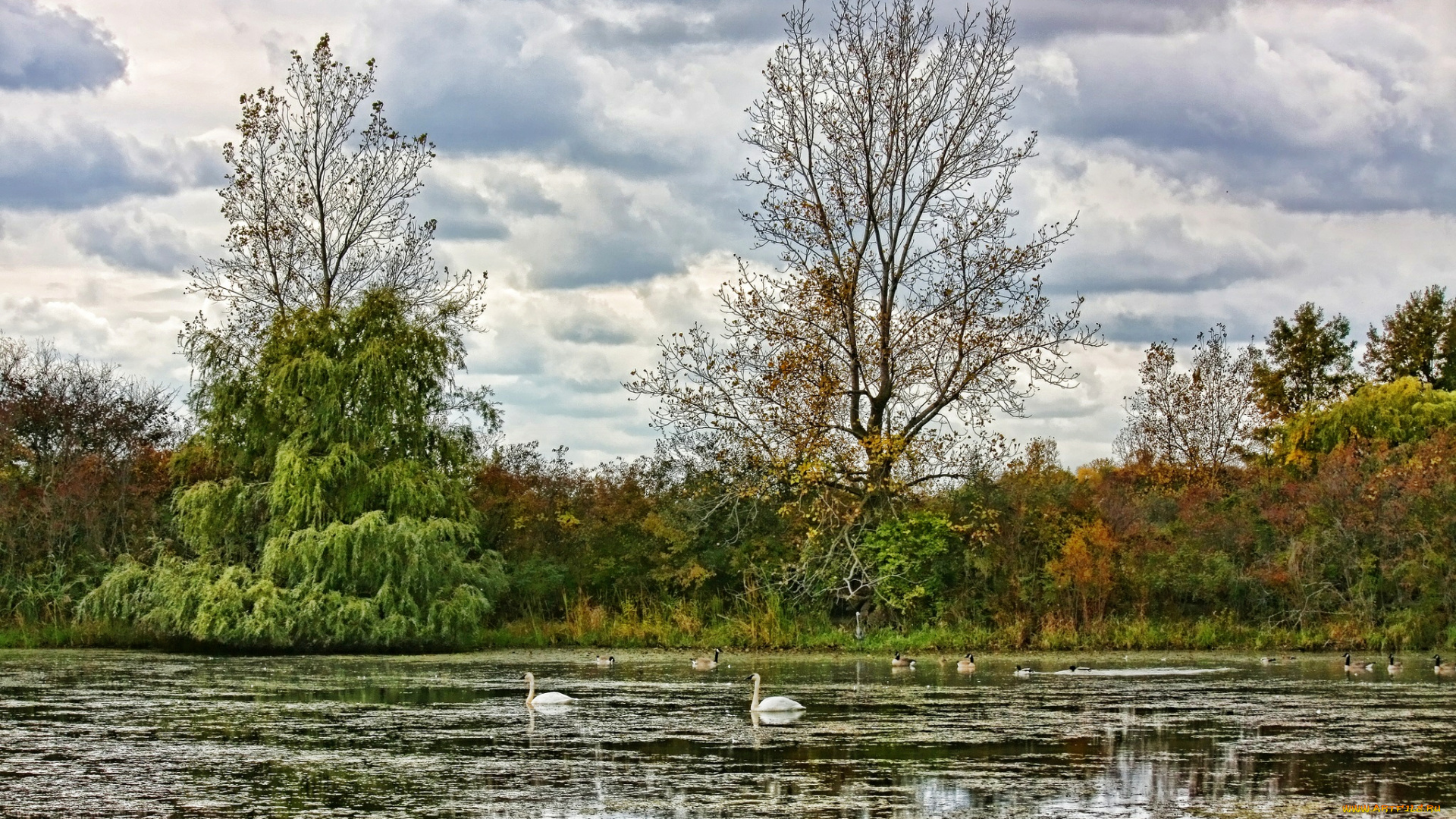 природа, реки, озера, лес, озеро, водоросли, птицы