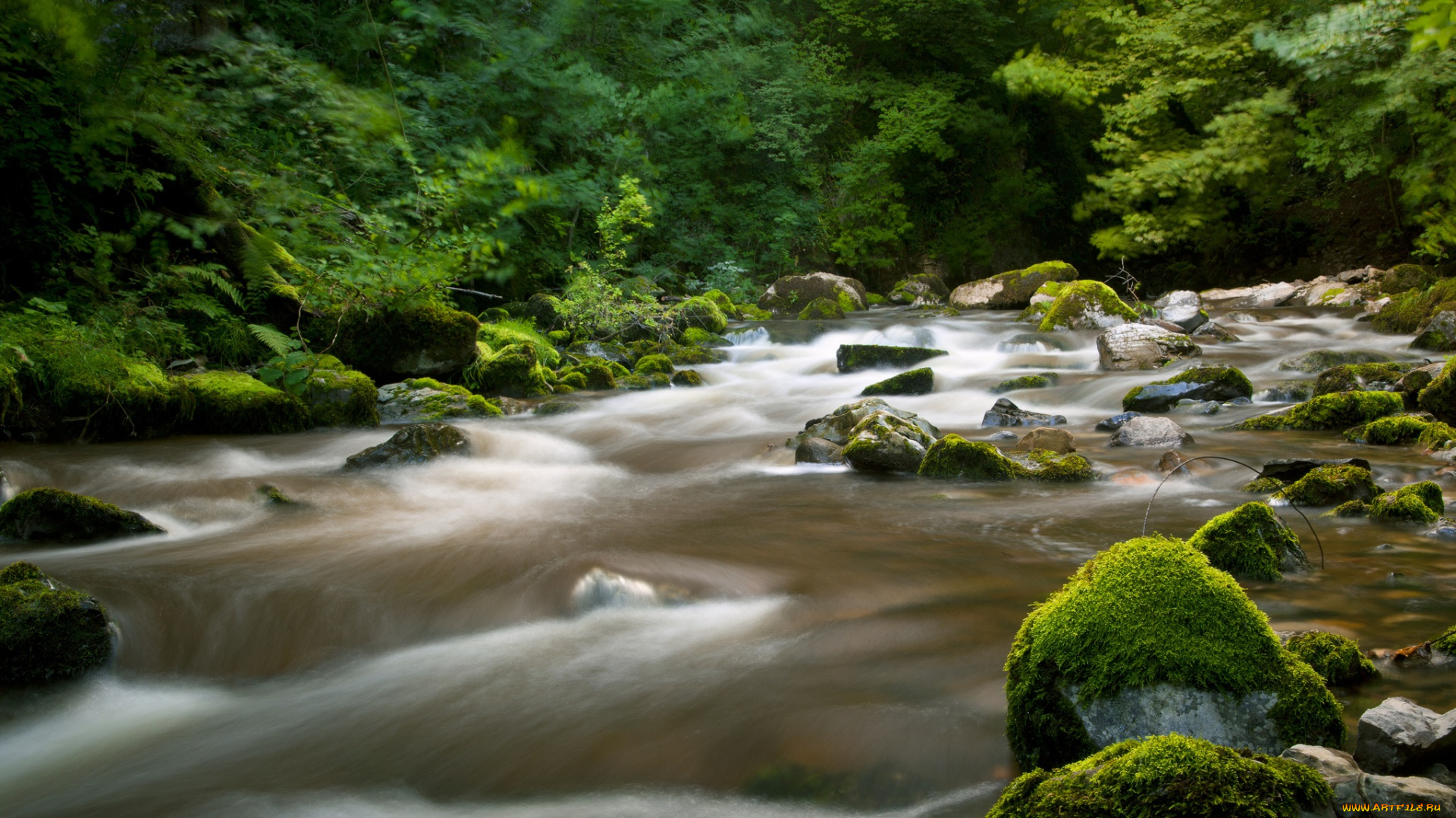 природа, реки, озера, лес, река, камни, мох