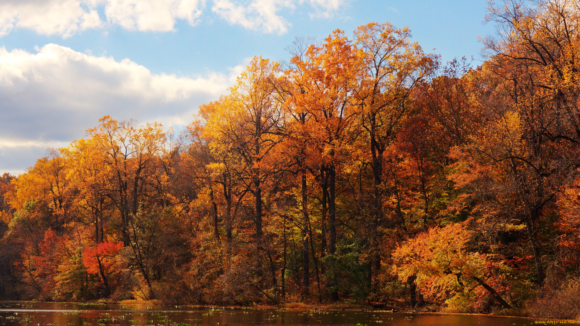 природа, реки, озера, река, лес, осень