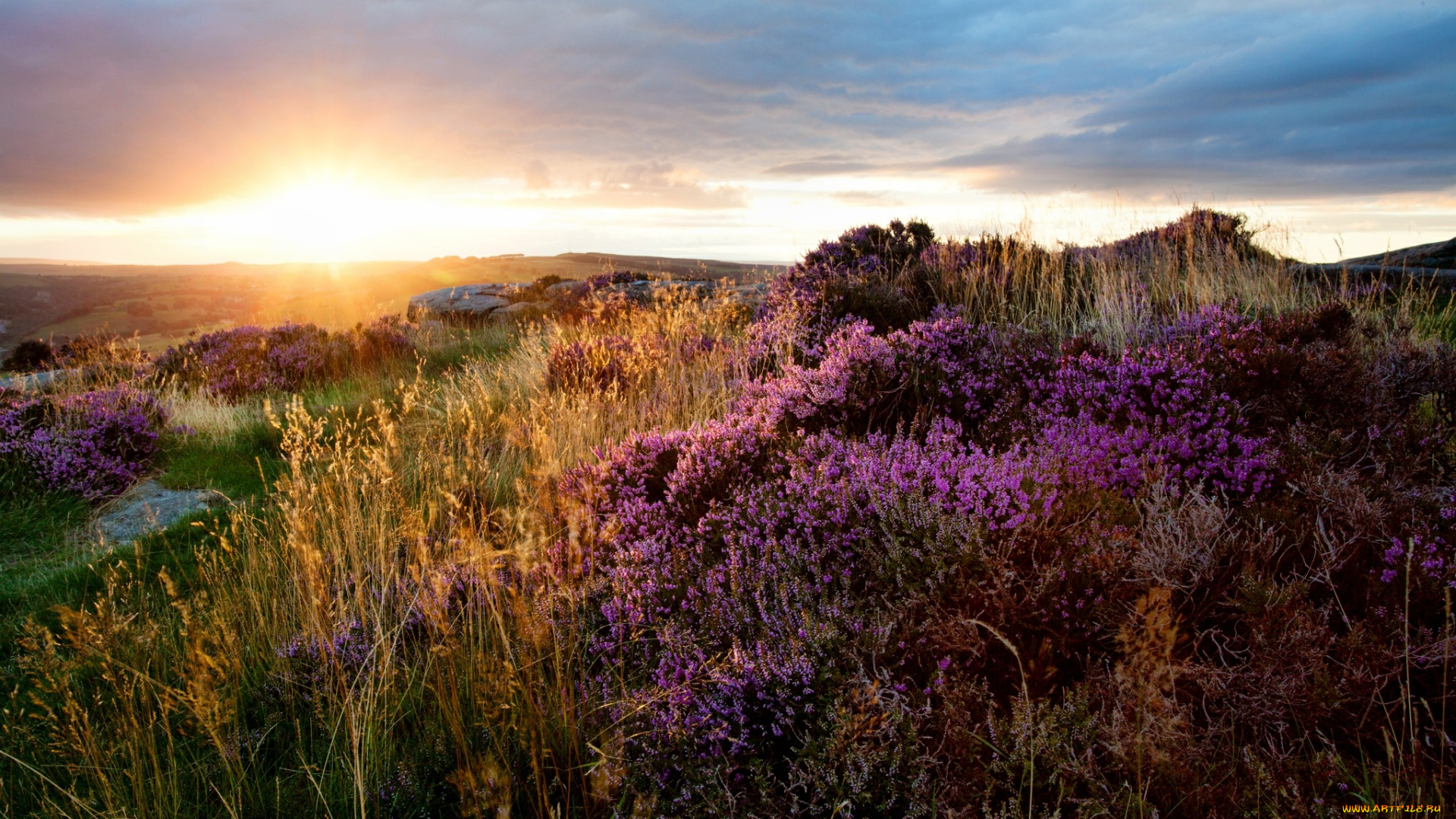 природа, восходы, закаты, поле, трава, цветы, облака, сияние, свет