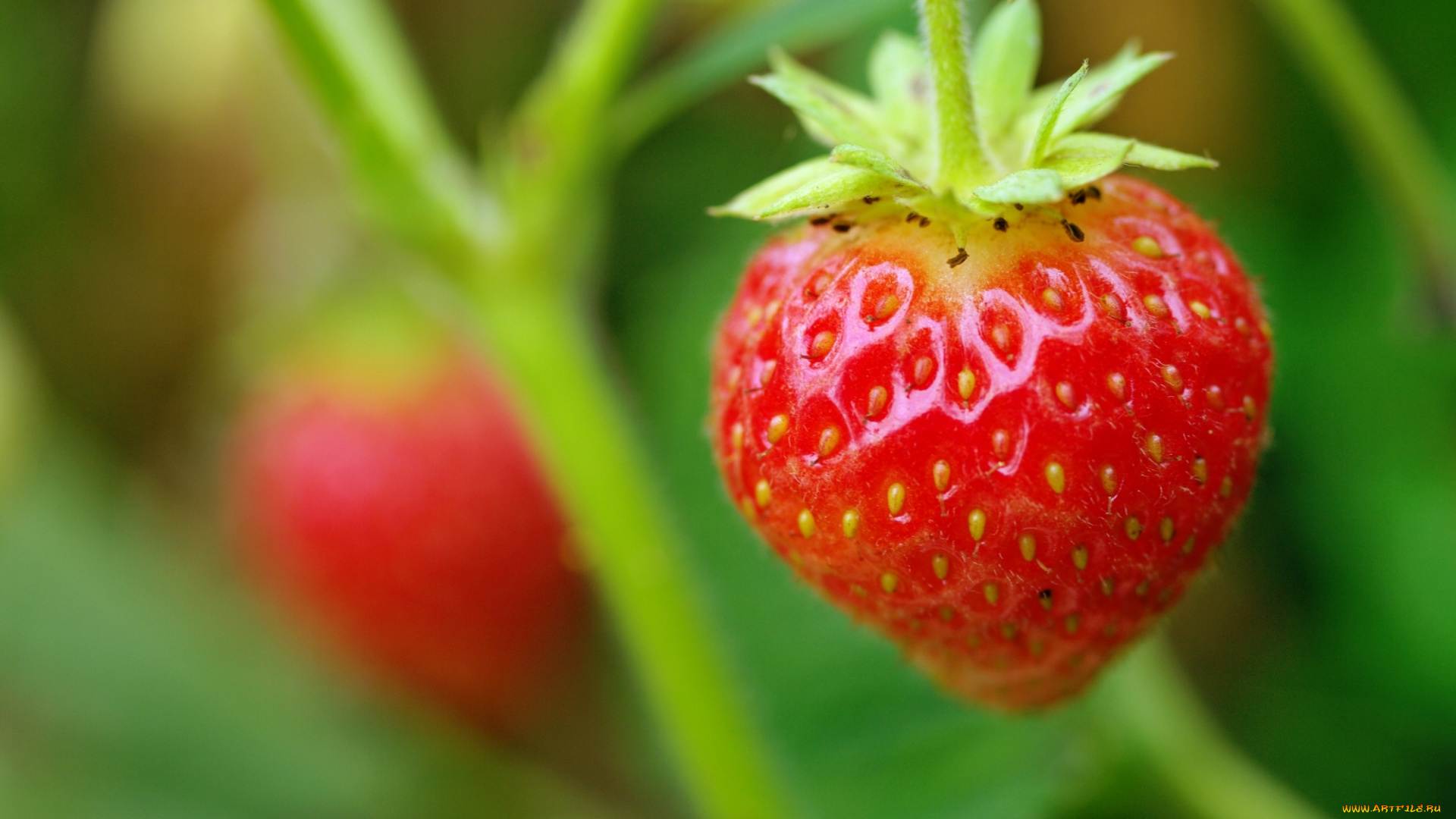 природа, Ягоды, клубника