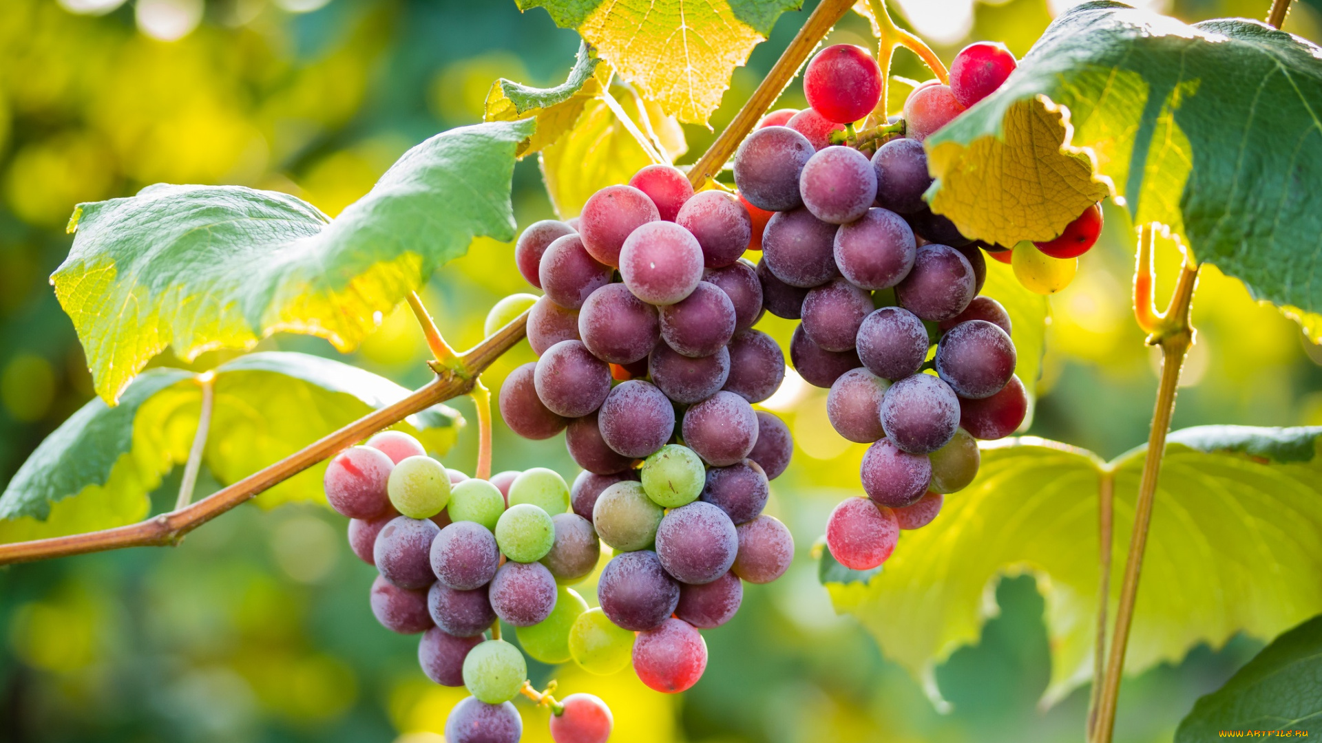 природа, Ягоды, виноград, виноградник, лоза, кисти, листья