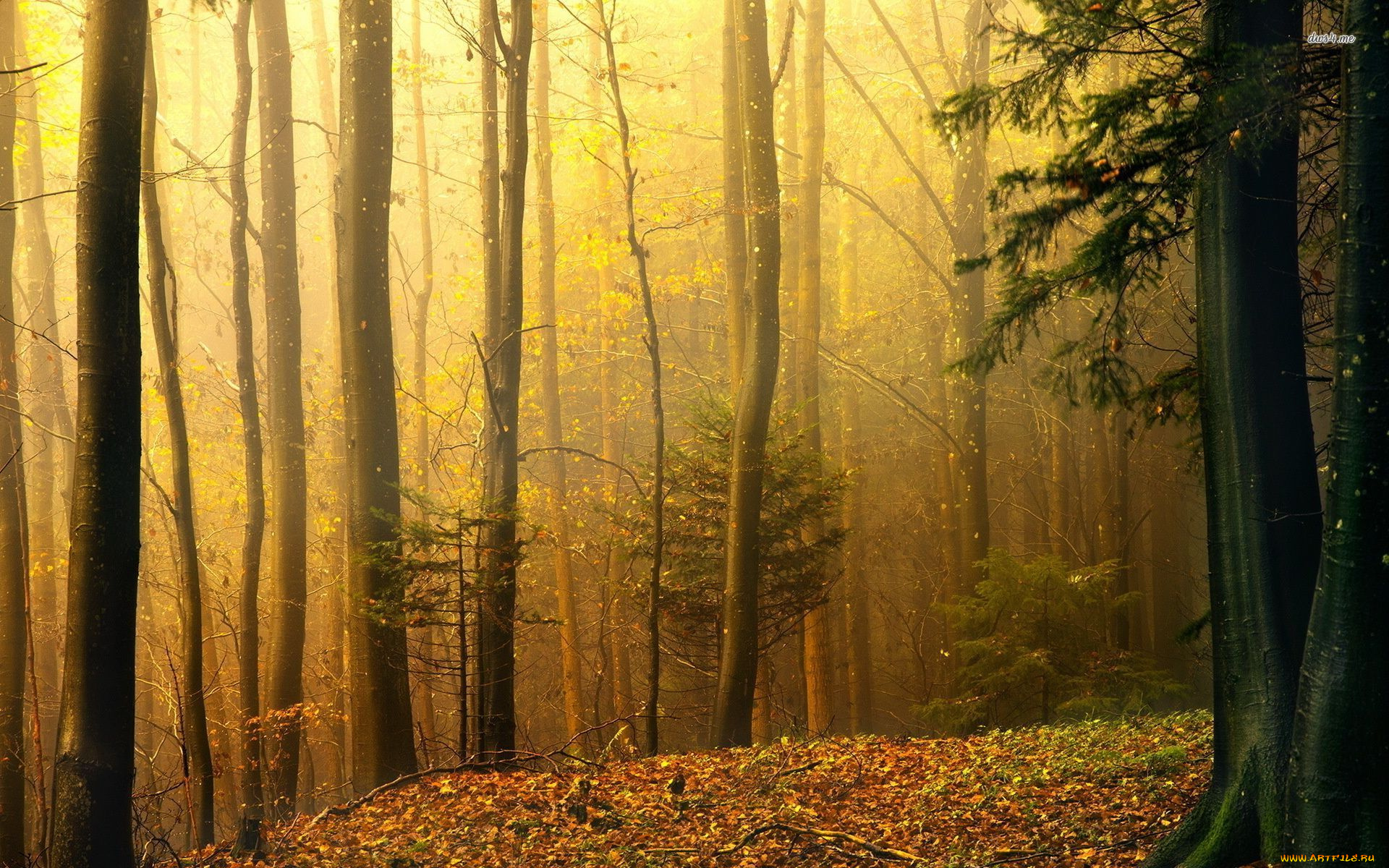 природа, лес, деревья