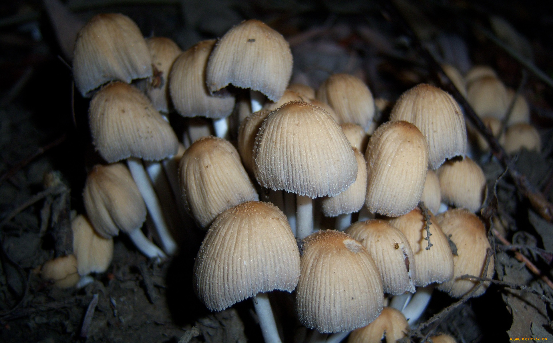 природа, грибы