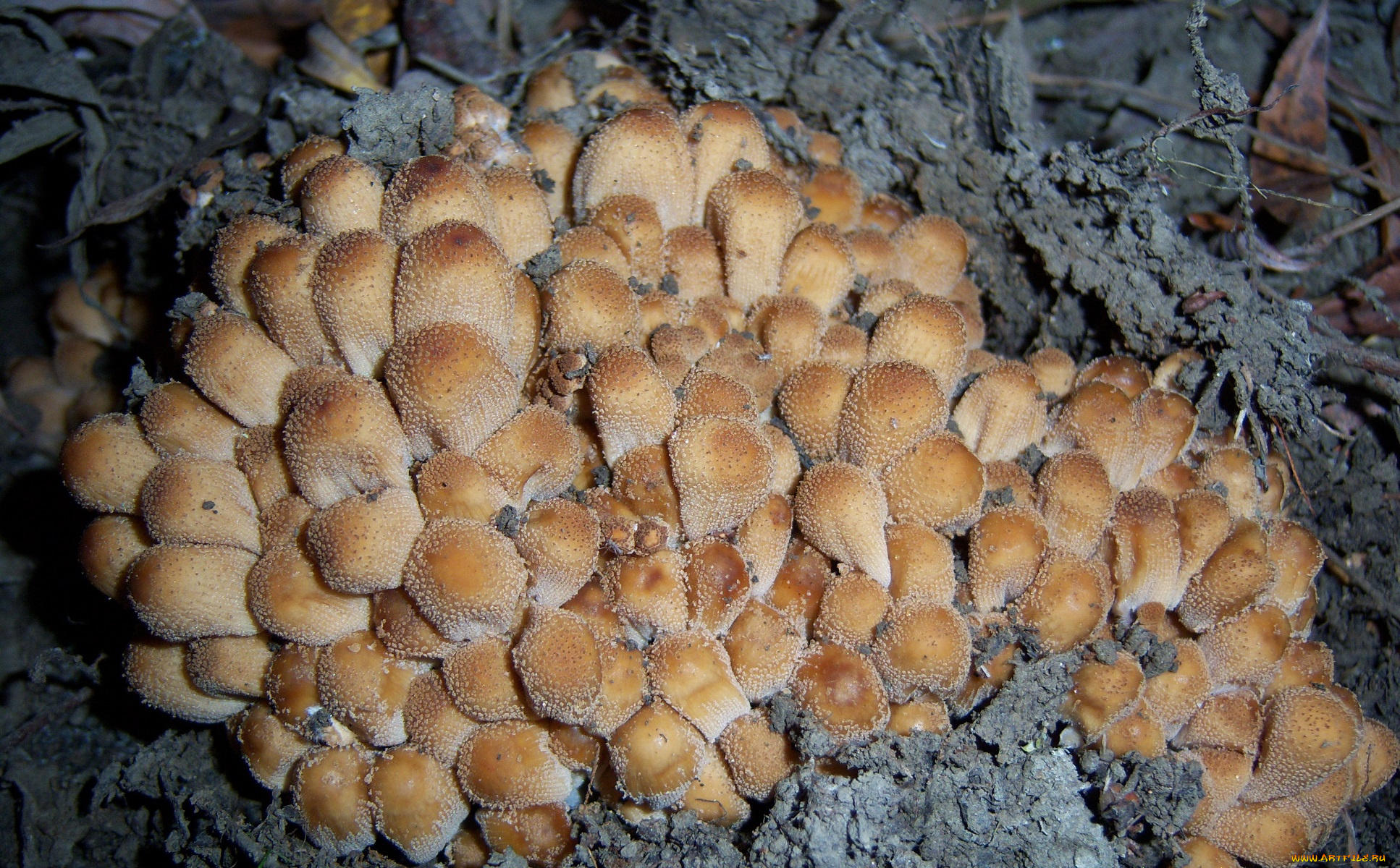 природа, грибы