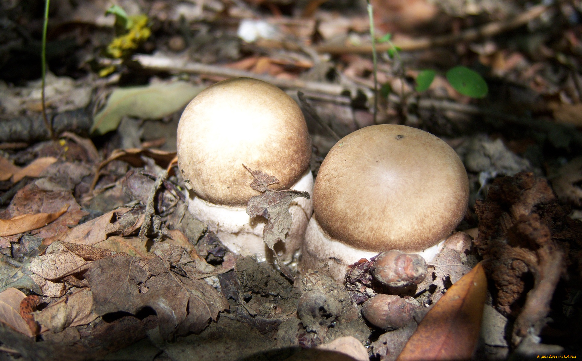 природа, грибы