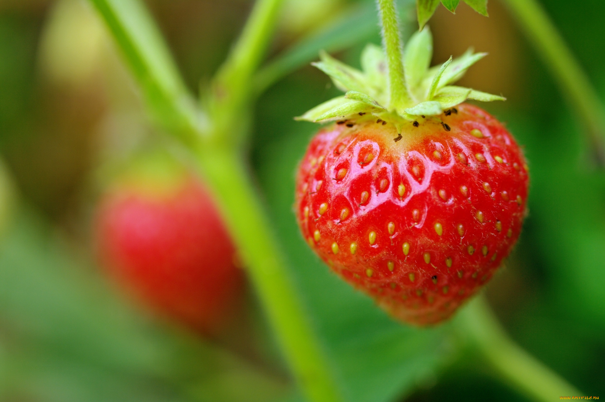 природа, Ягоды, клубника