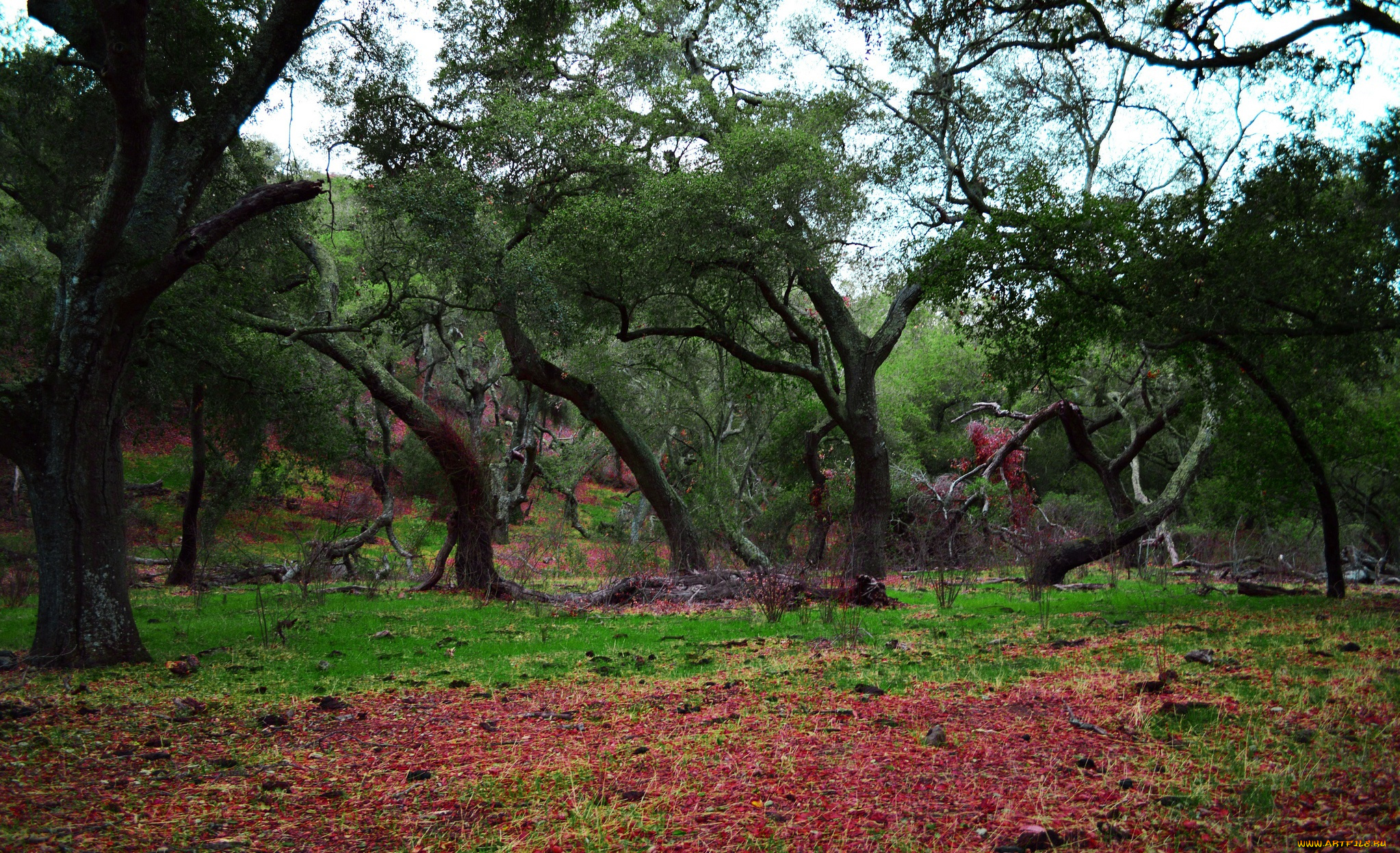 природа, лес, осень